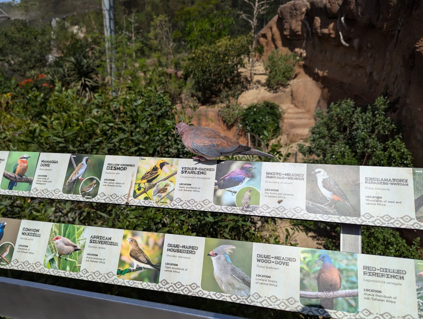 Laughing Dove on Species Sign in Africa Rocks Aviary