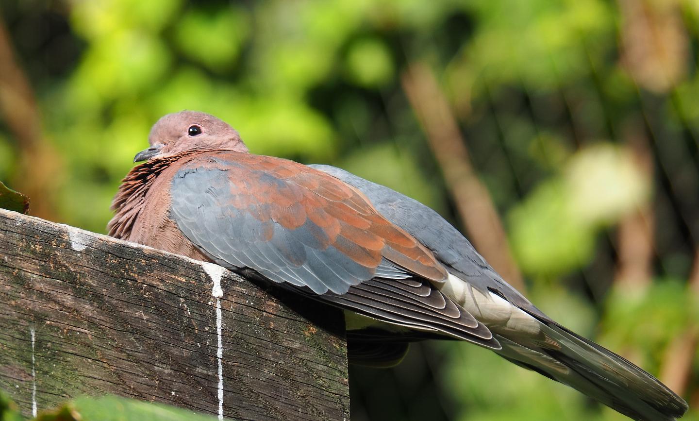 Laughing dove or Senegal dove (Streptopelia senegalensis), 2020-09-20