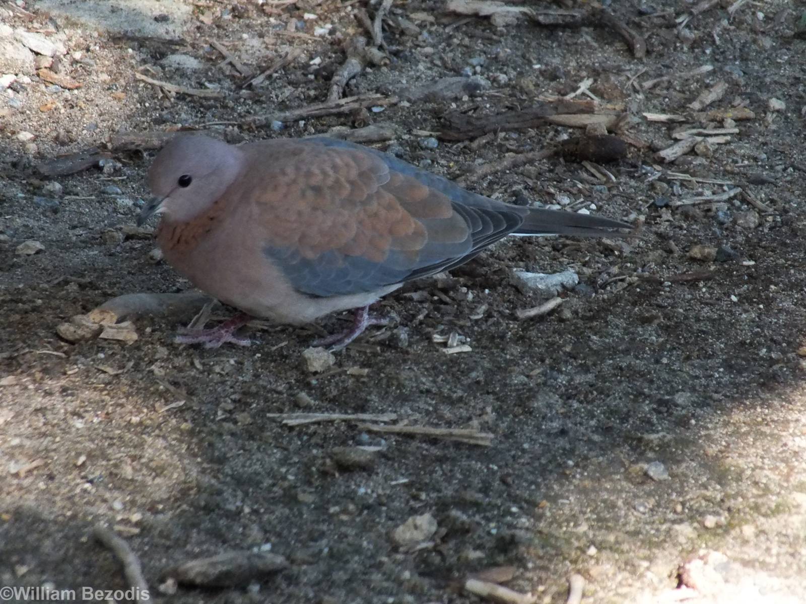 Laughing Dove - Rottnest Island