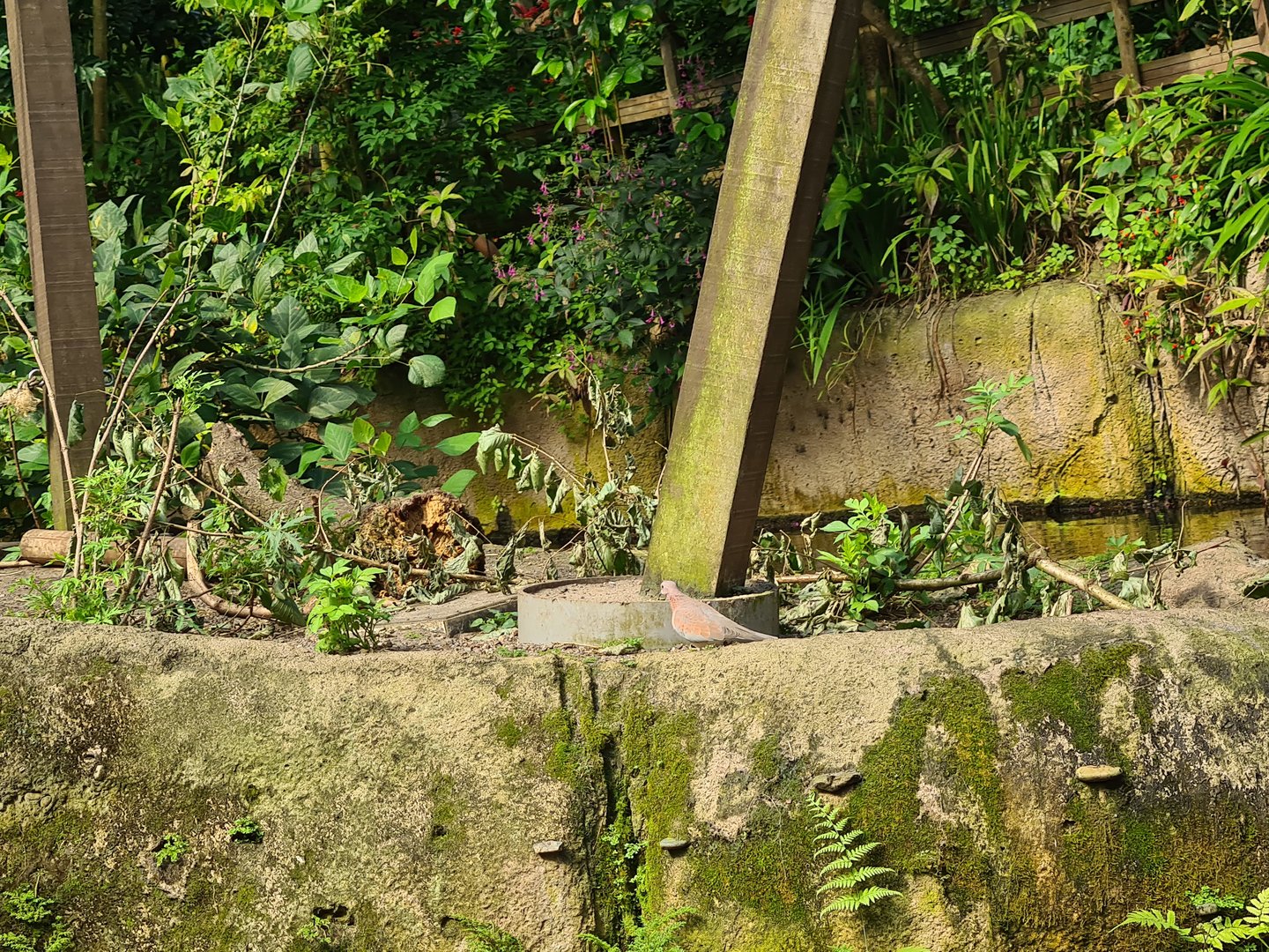 Laughing dove seen from Rimbula river boat ride