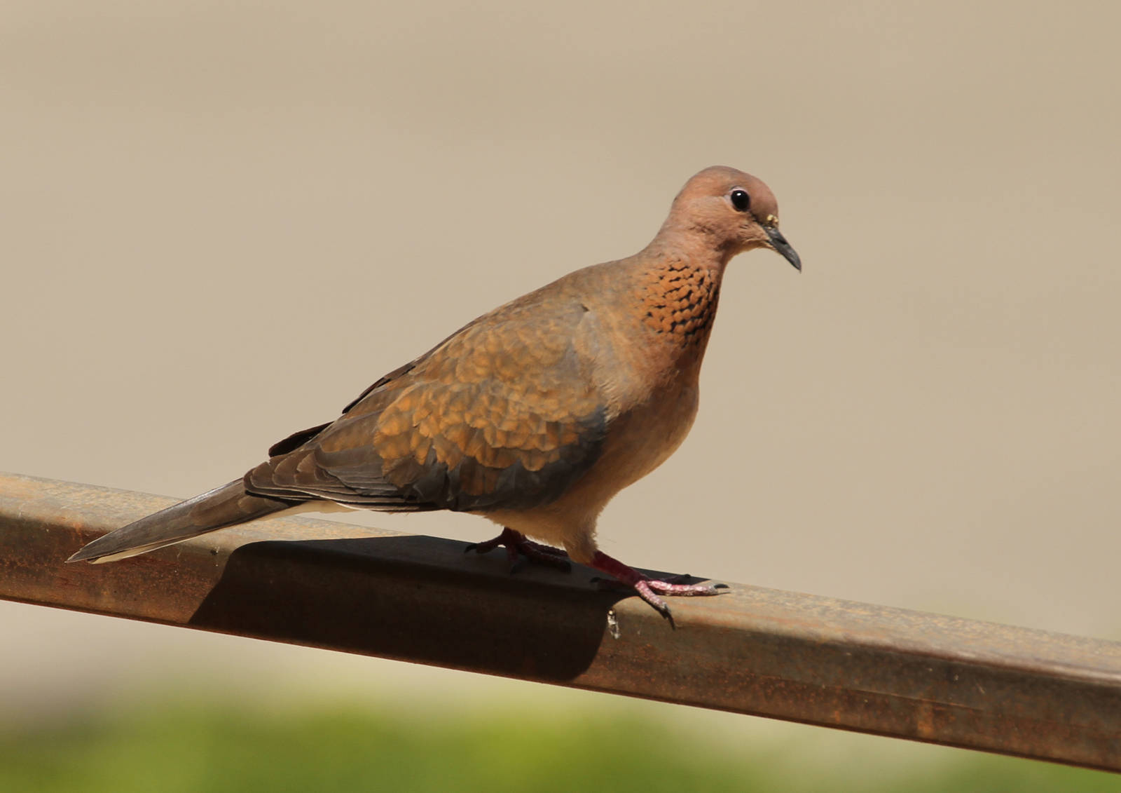 Laughing Dove (Spilopelia senegalensis)