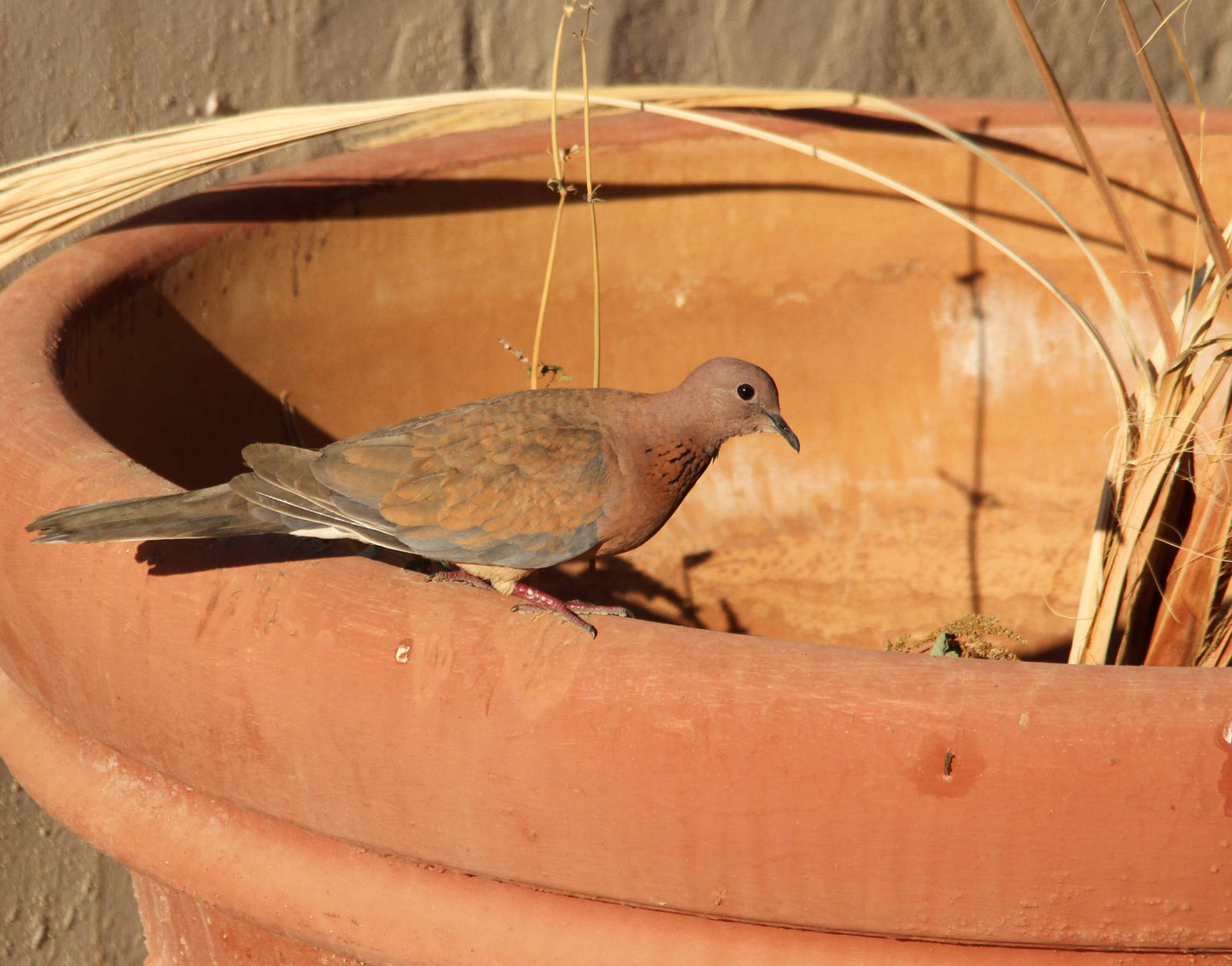 Laughing Dove (Spilopelia senegalensis)