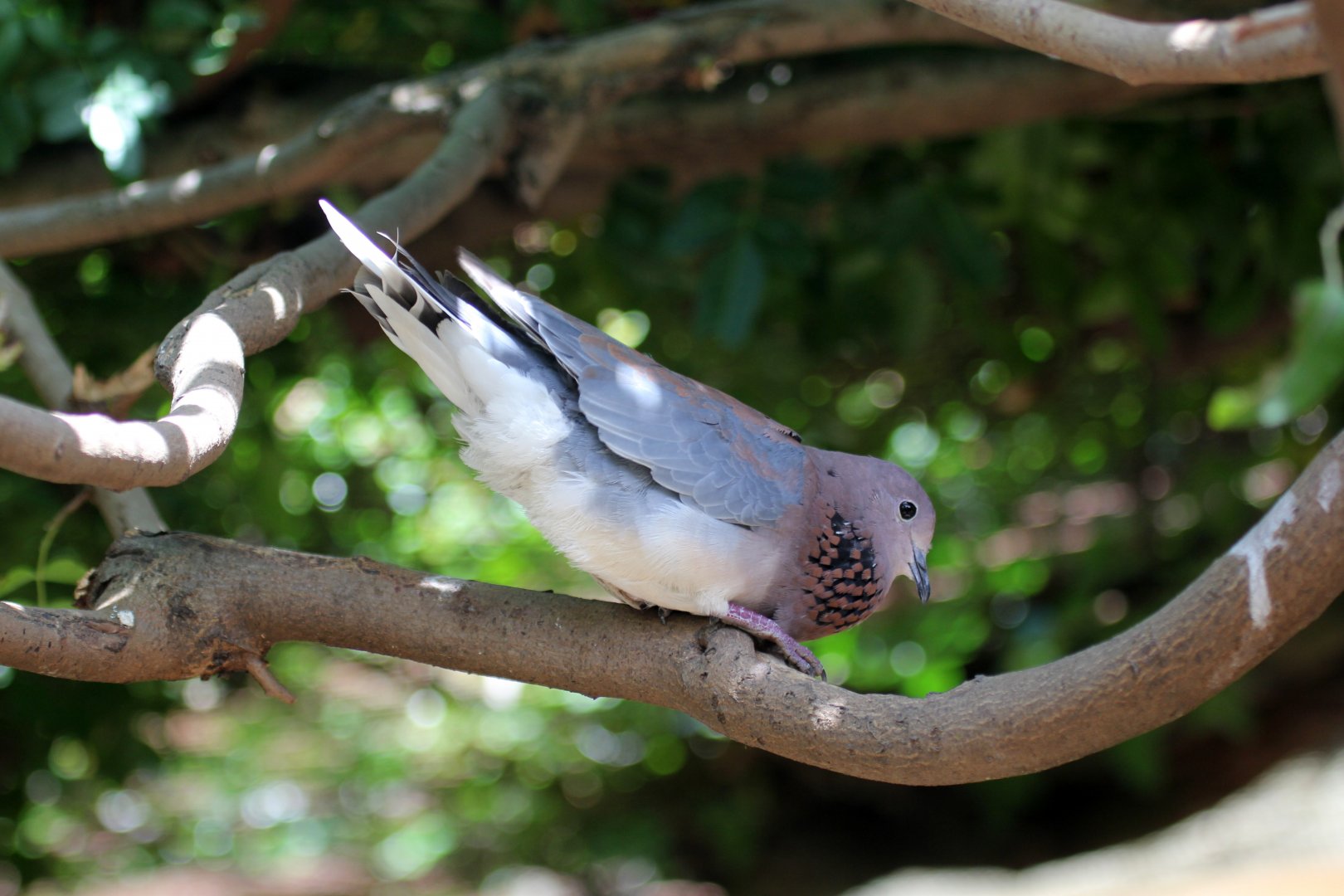 laughing dove (Spilopelia senegalensis)