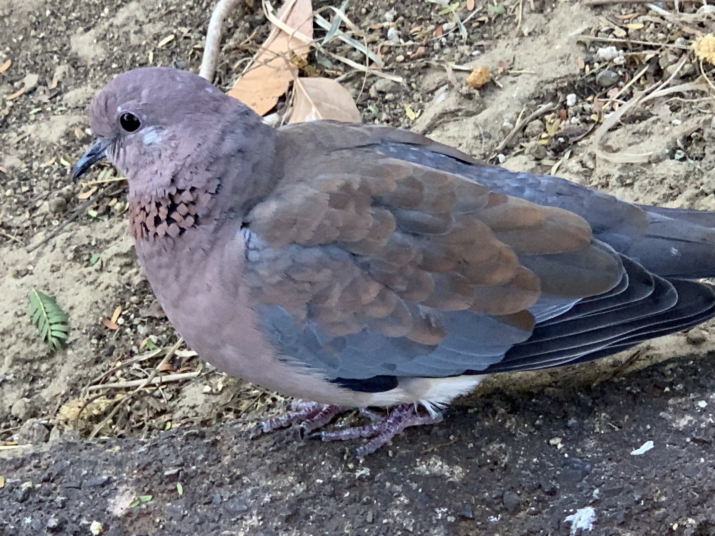 Laughing Dove (Spilopelia senegalensis)