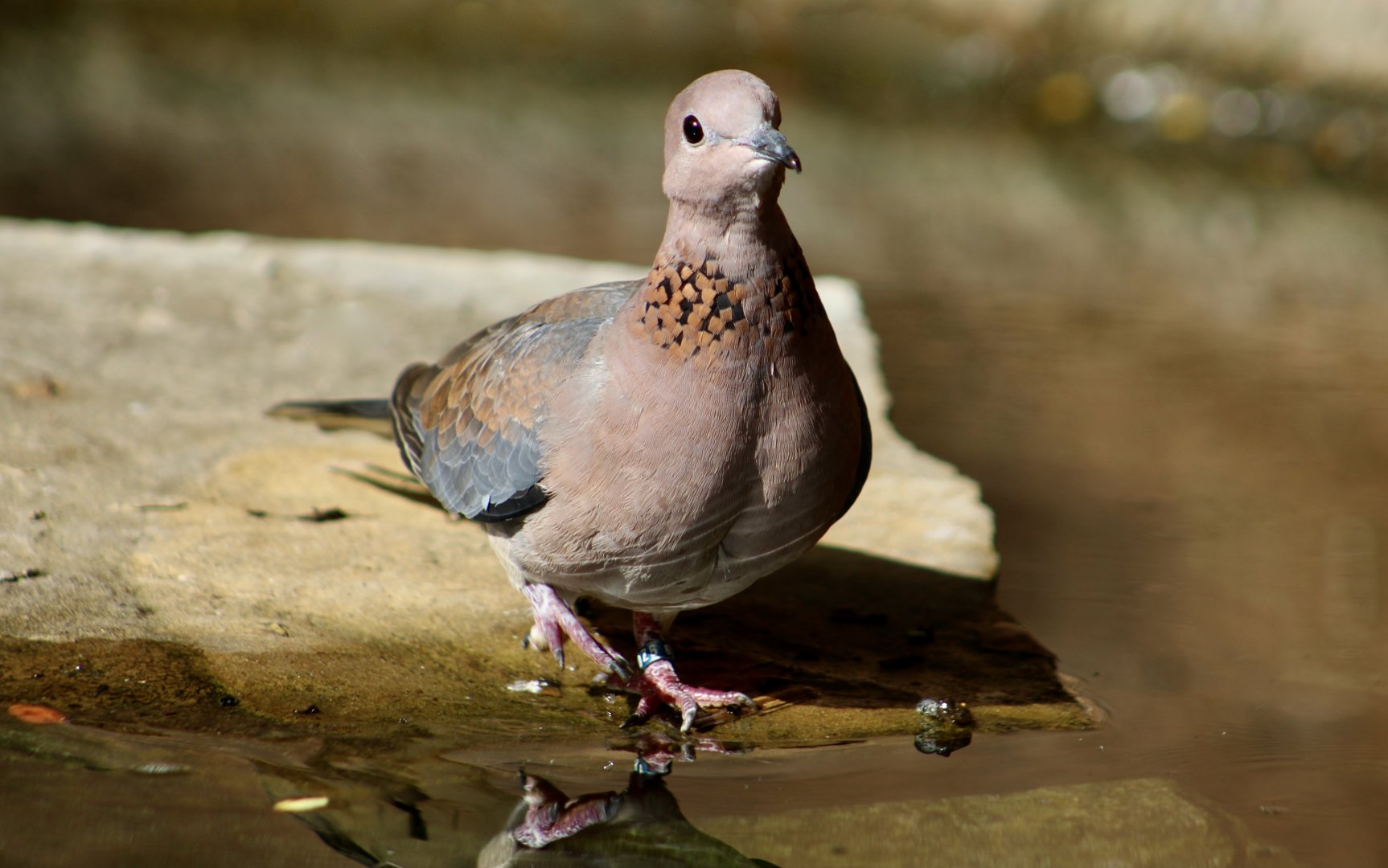 Laughing Dove (Spilopelia senegalensis)