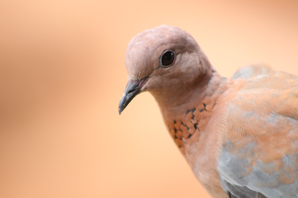Laughing Dove (Spilopelia senegalensis)