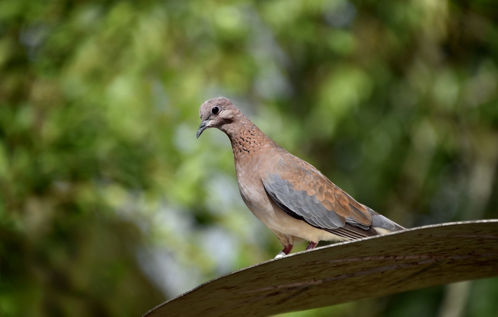 Laughing Dove (Spilopelia senegalensis)