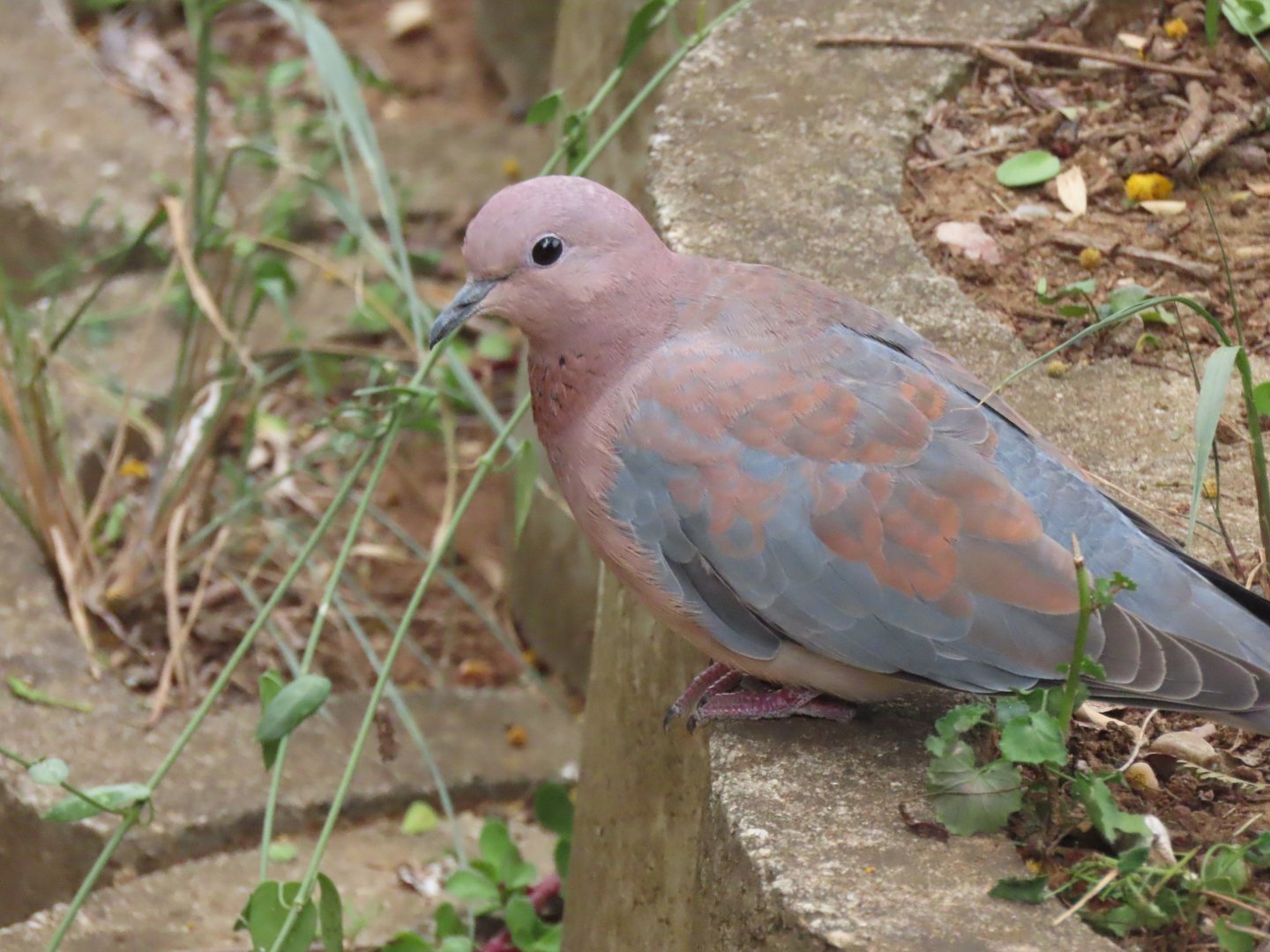 Laughing dove (Spilopelia senegalensis)