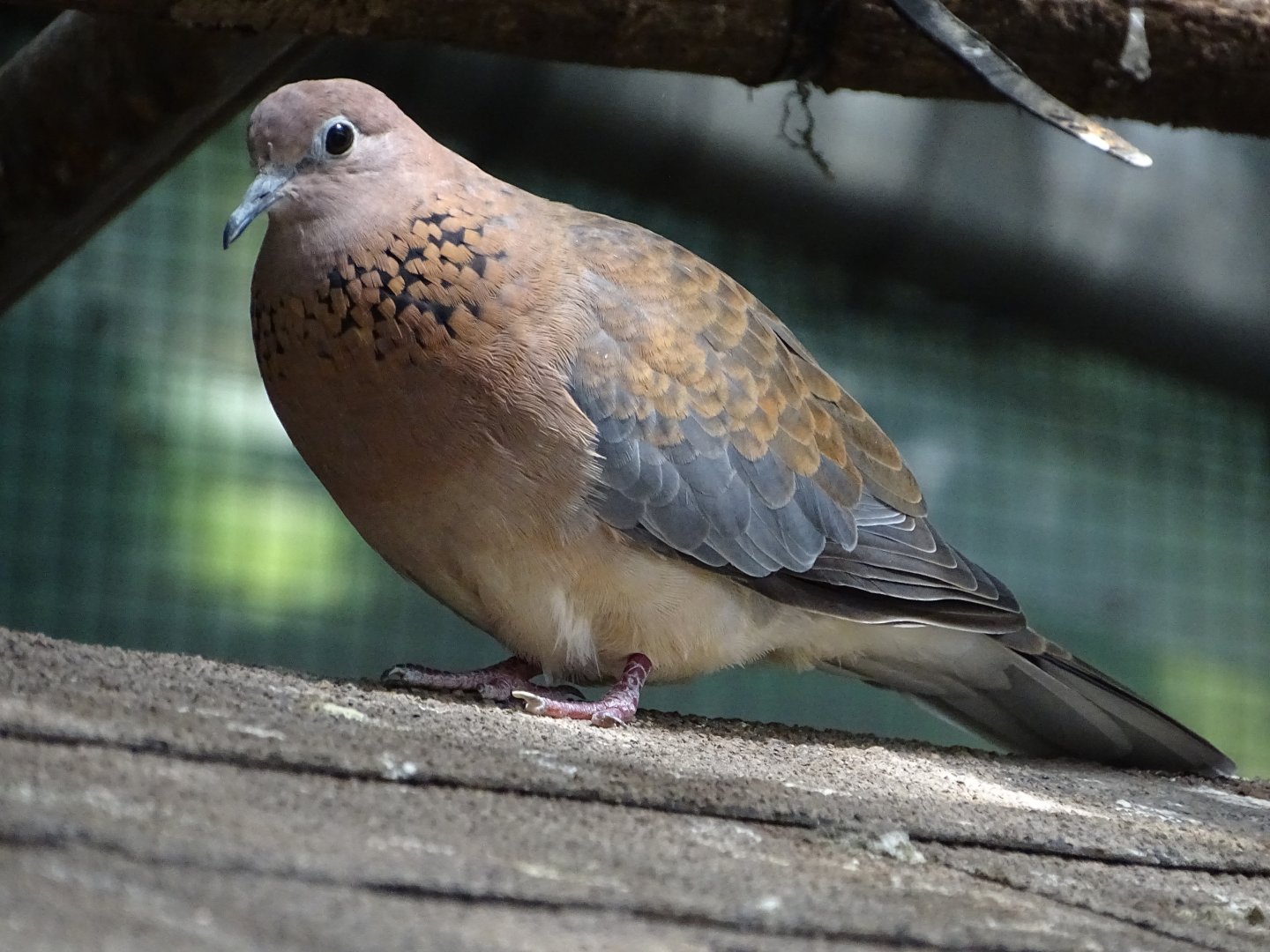 Laughing dove (Spilopelia senegalensis)