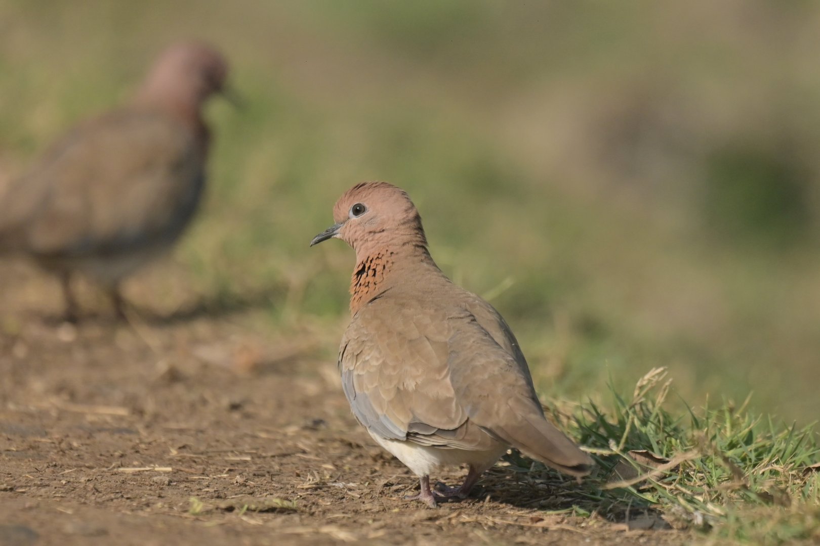 Laughing Dove Spilopelia senegalensis
