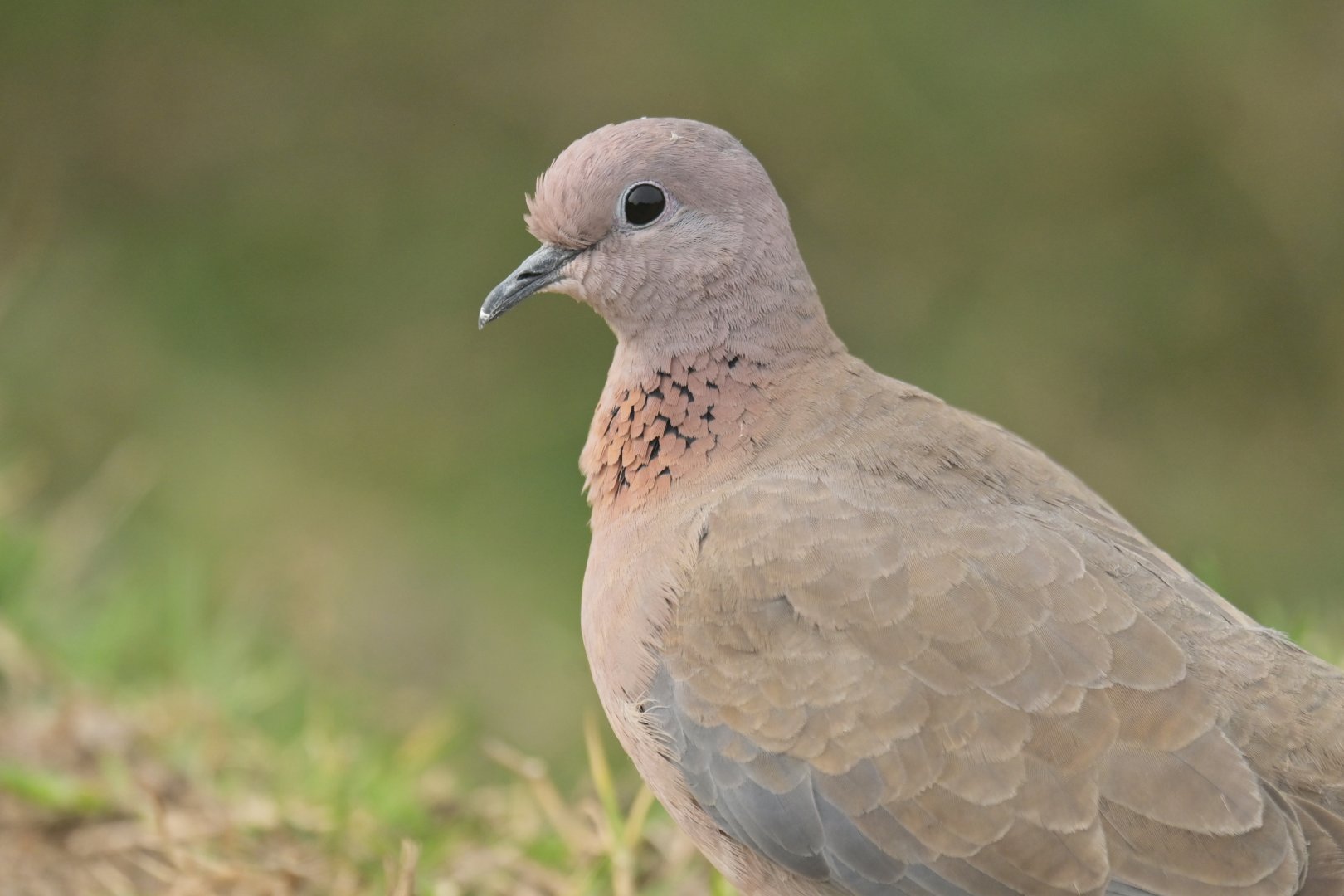 Laughing Dove Spilopelia senegalensis