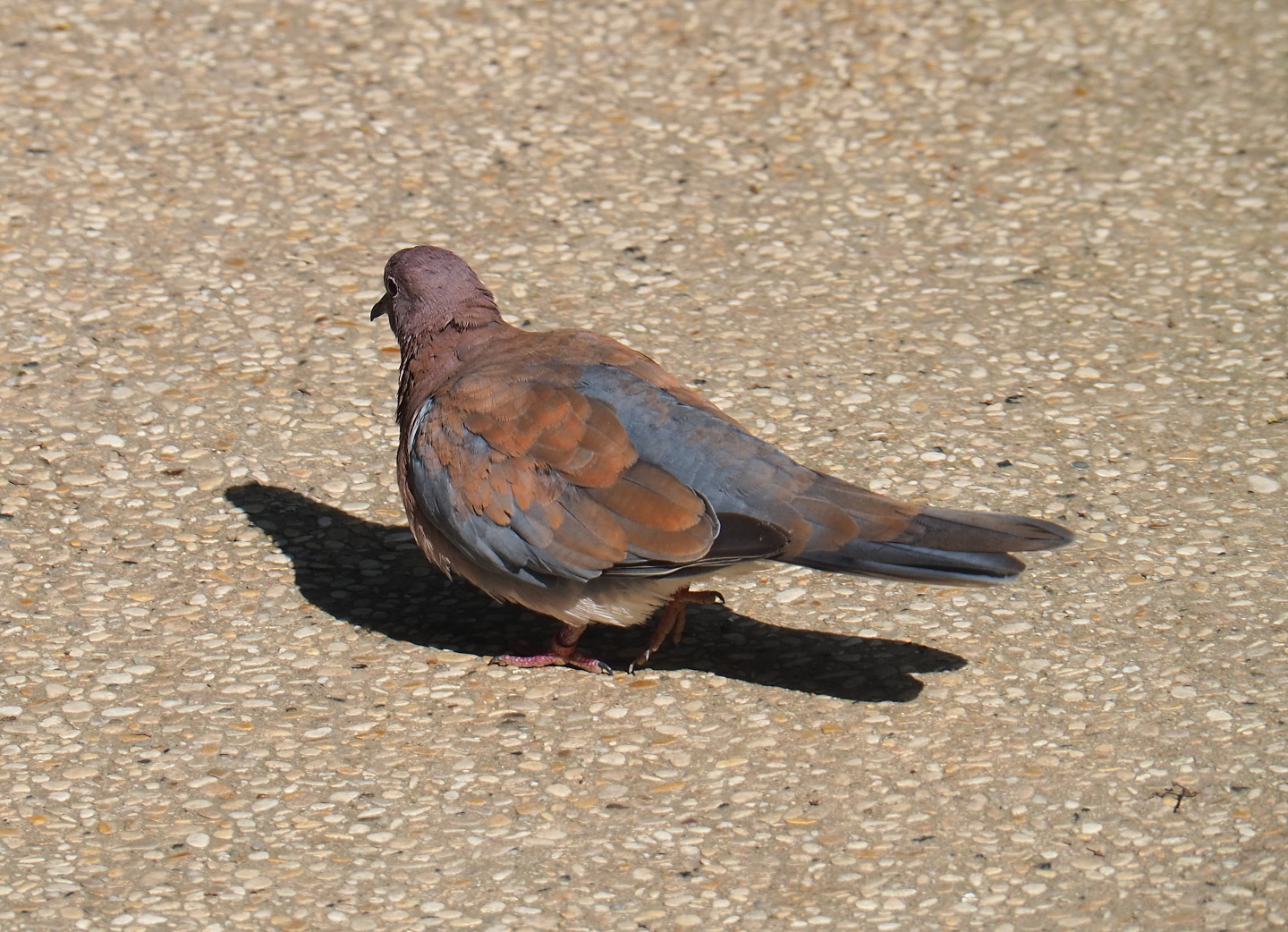 Laughing dove (Streptopelia senegalensis), 2021-07-17