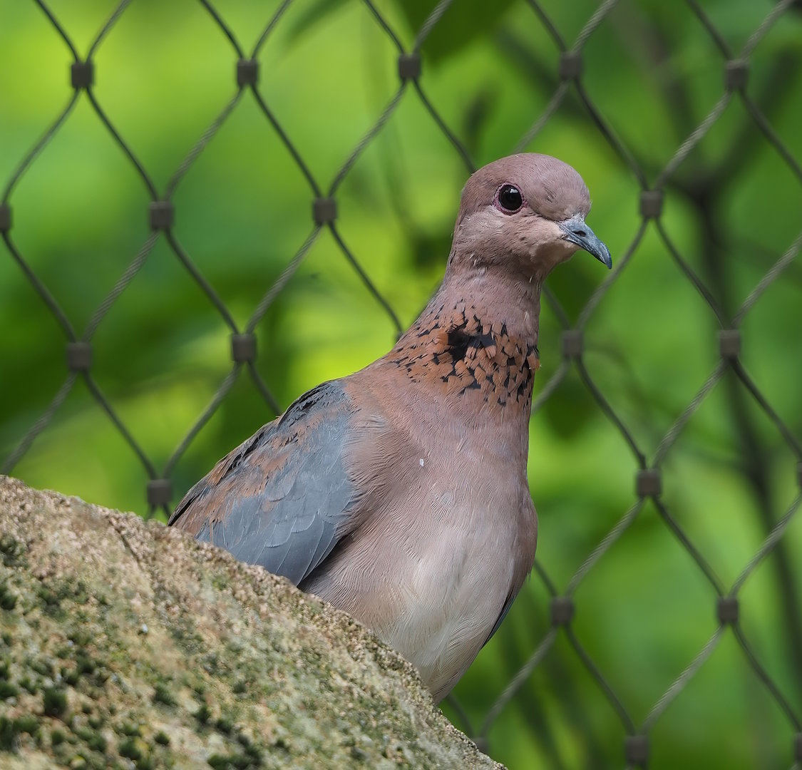 Laughing dove (Streptopelia senegalensis), 2022-07-10