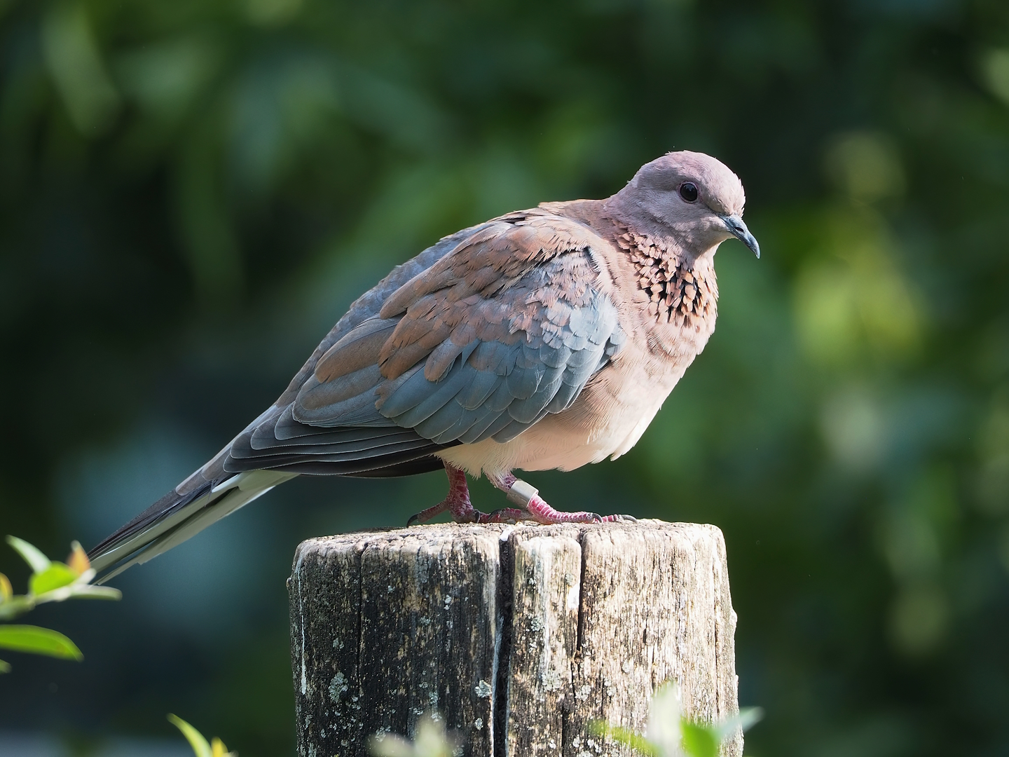 Laughing dove (Streptopelia senegalensis), 2022-08-16