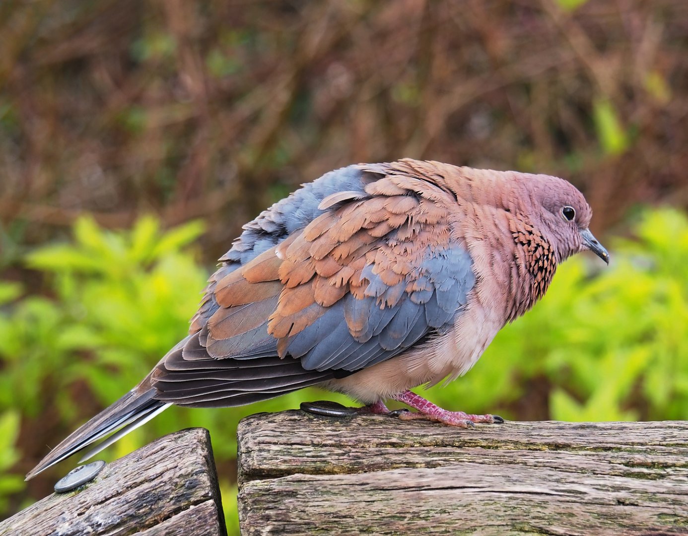 Laughing dove (Streptopelia senegalensis), 2023-04-08