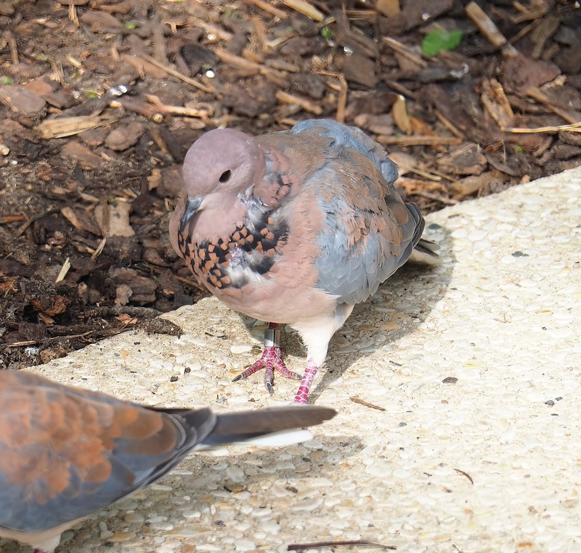 Laughing dove (Streptopelia senegalensis), 2023-07-22