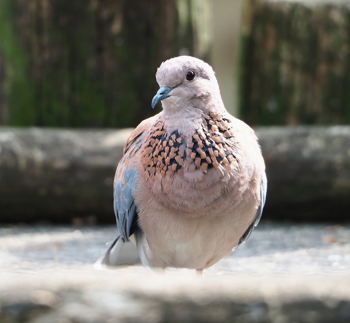 Laughing dove (Streptopelia senegalensis), 2023-07-22