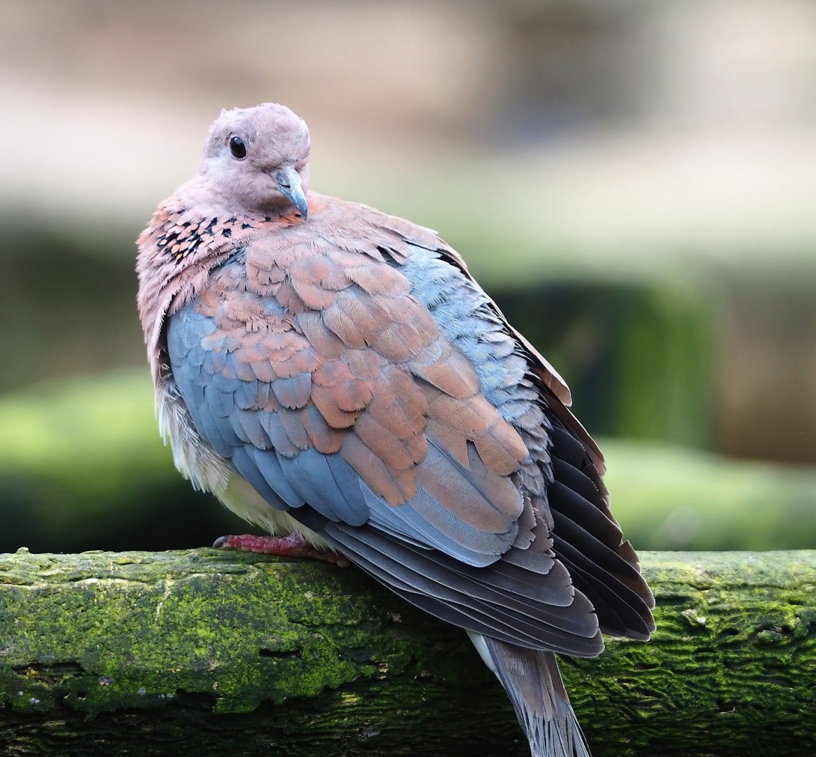 Laughing dove (Streptopelia senegalensis), 2024-02-17