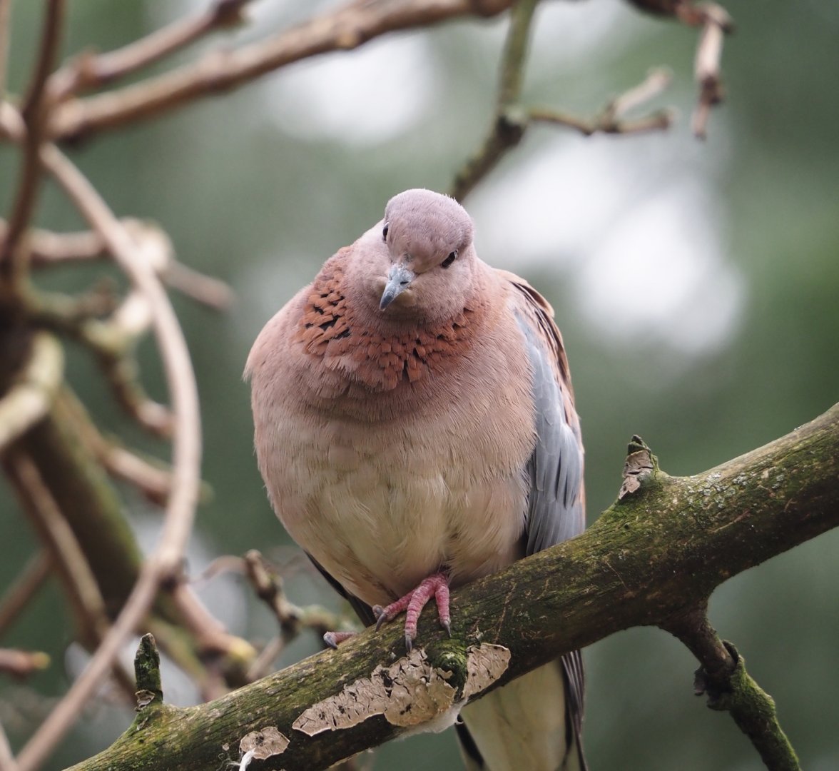 Laughing dove (Streptopelia senegalensis), 2024-03-09