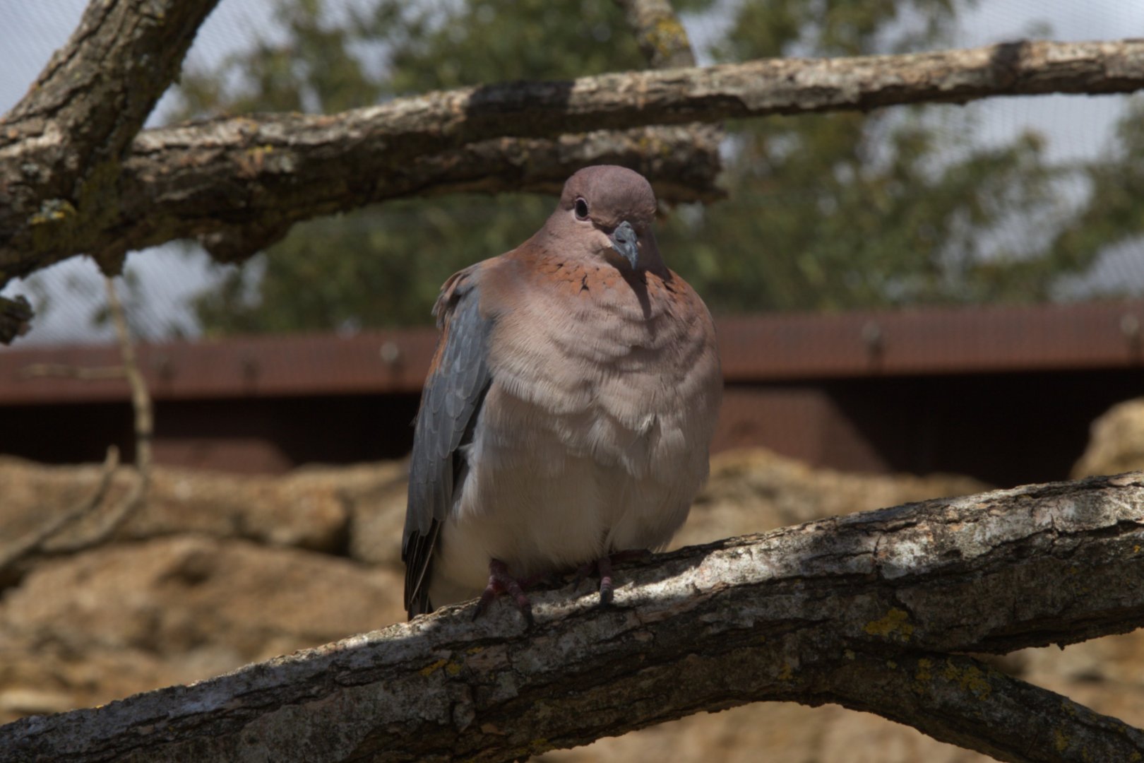 Laughing Dove (Streptopelia senegalensis), 27-08-25