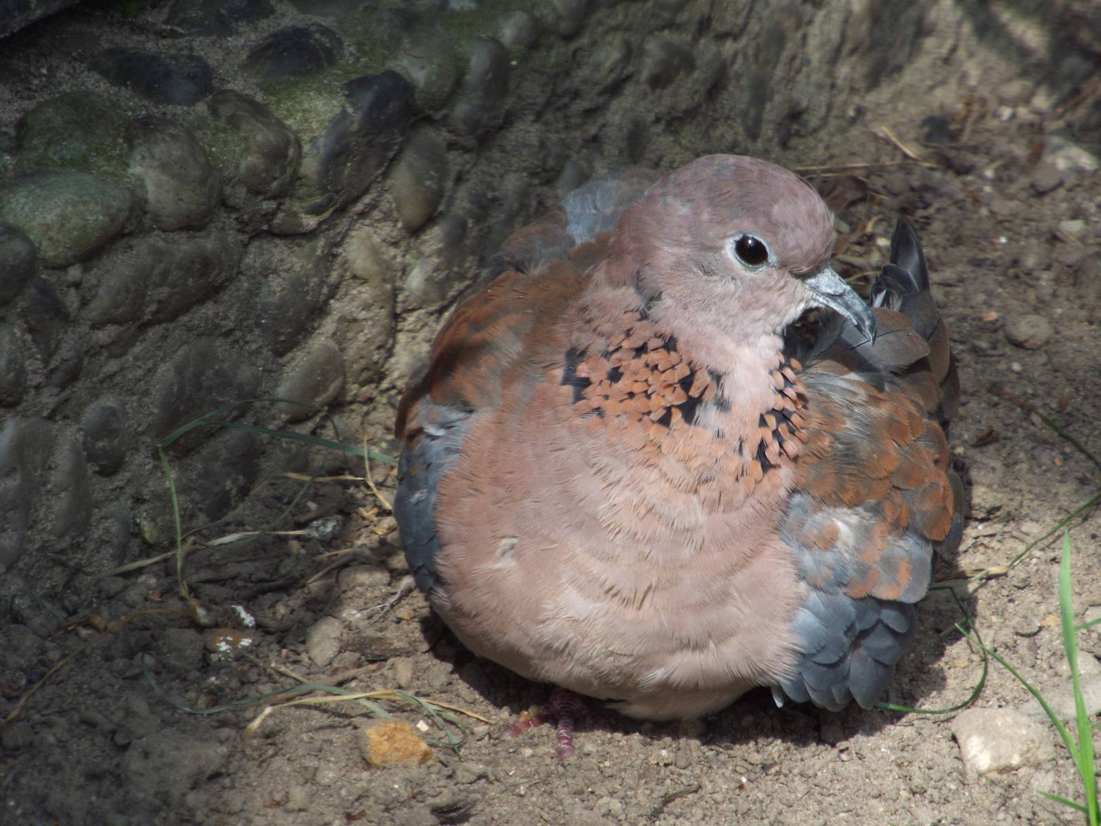 Laughing Dove (Streptopelia senegalensis) at Zoo Berlin - 6th April 2014