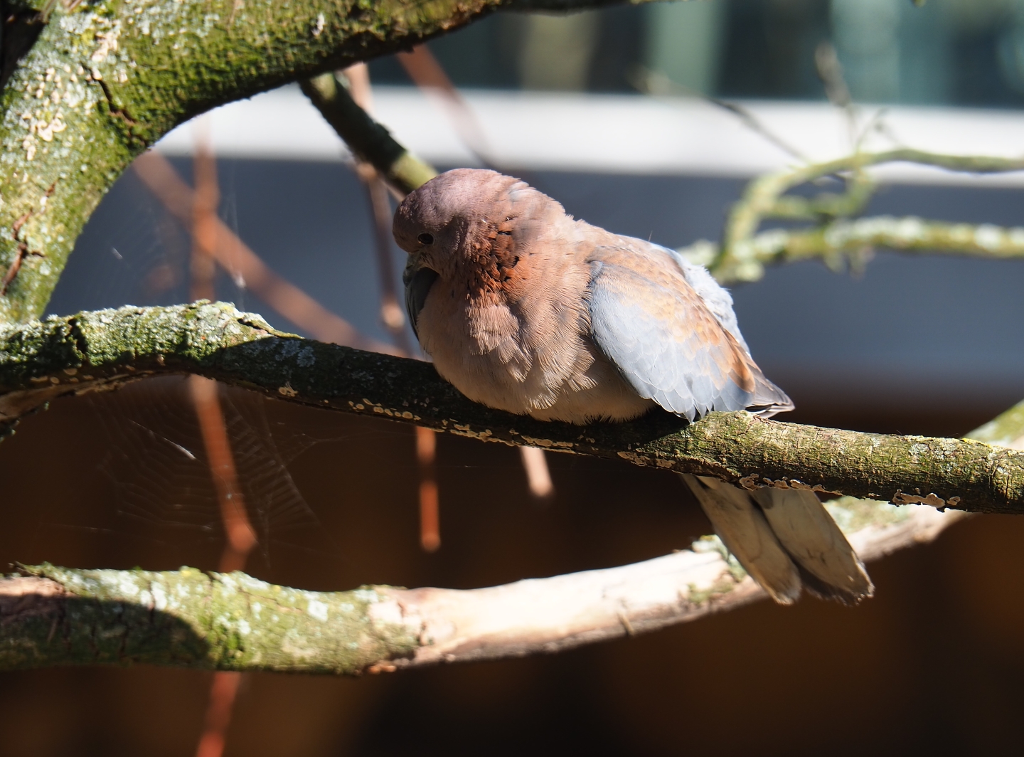 Laughing dove (Streptopelia senegalensis), Feb 27th, 2019