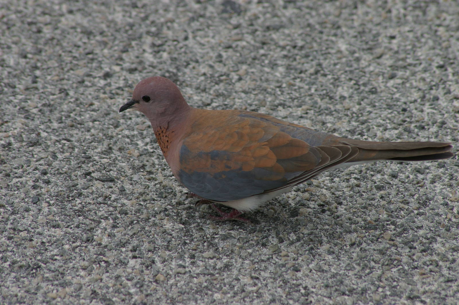 Laughing dove (Streptopelia senegalensis)