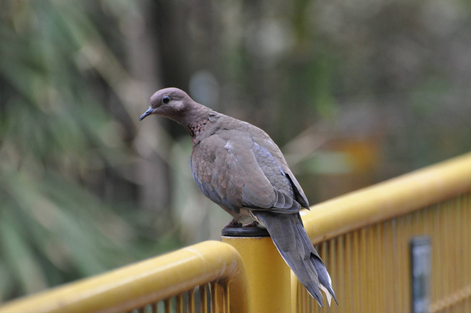 Laughing dove / Streptopelia senegalensis