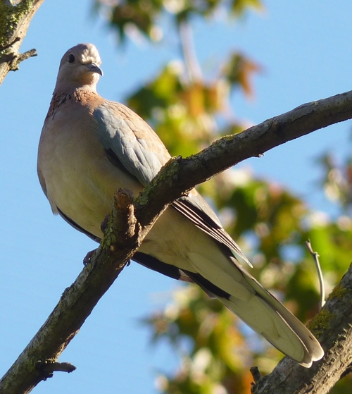 Laughing dove (Streptopelia senegalensis)