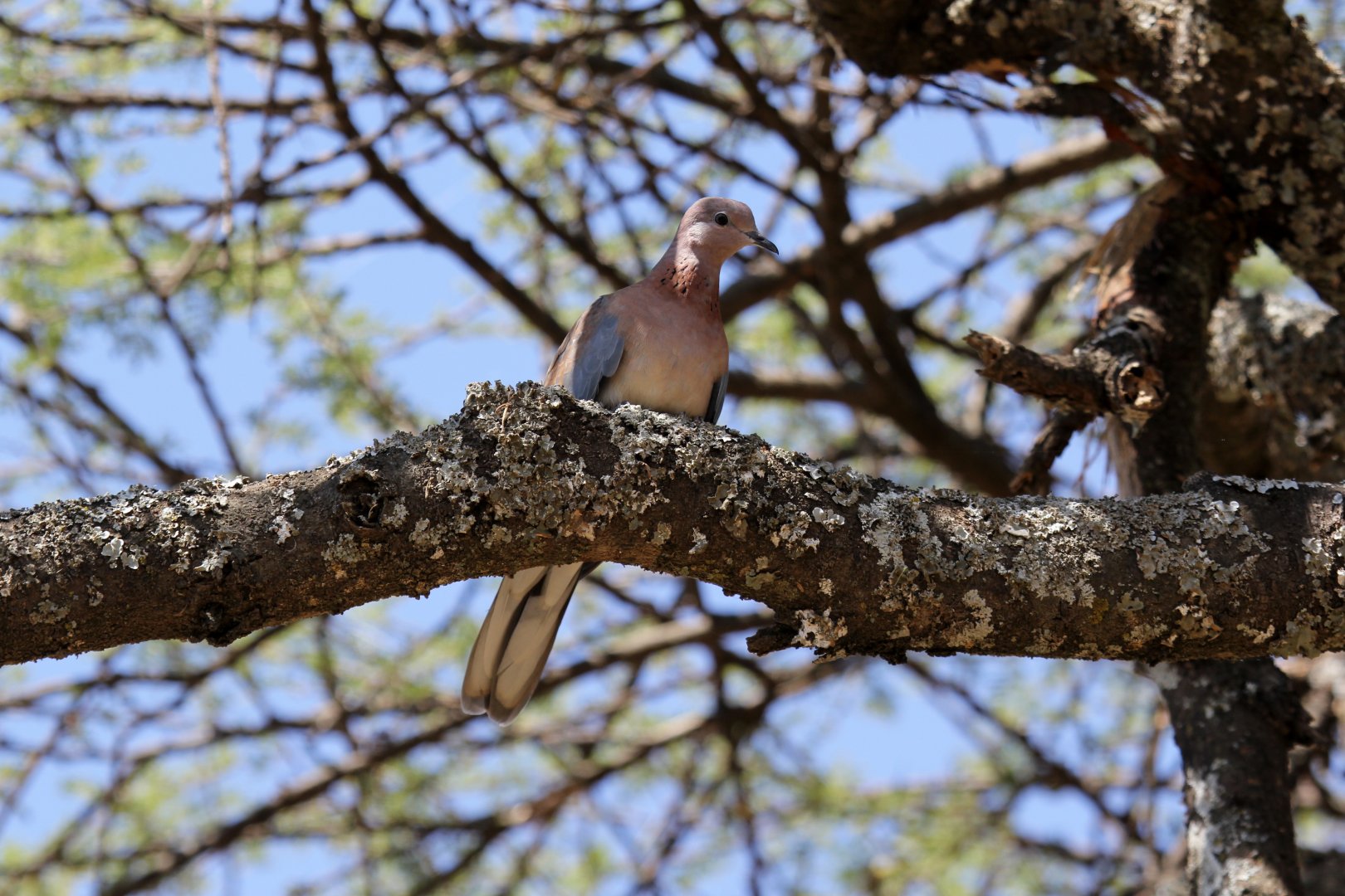 Laughing Dove (Streptopelia senegalensis)