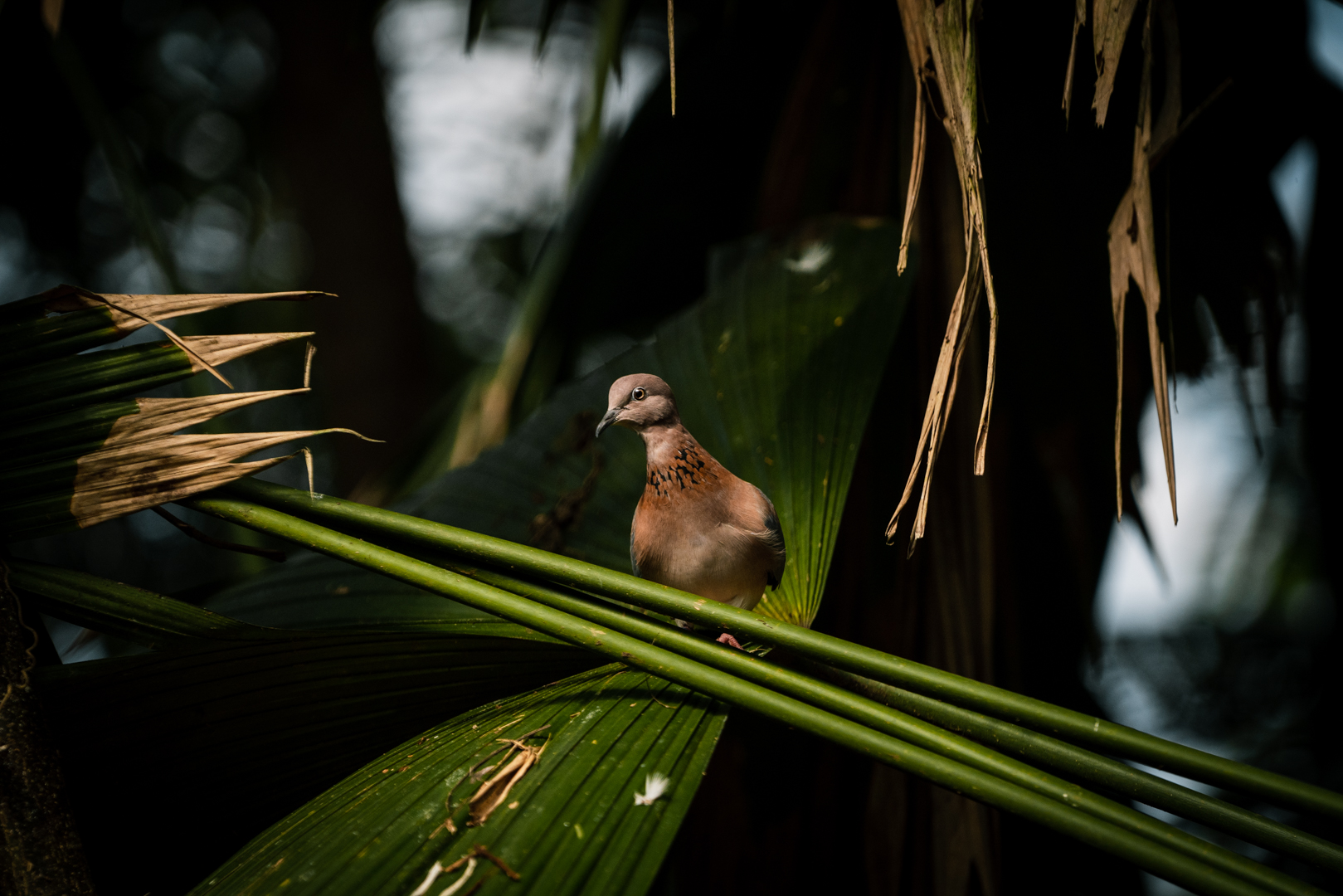 Laughing dove, Streptopelia senegalensis