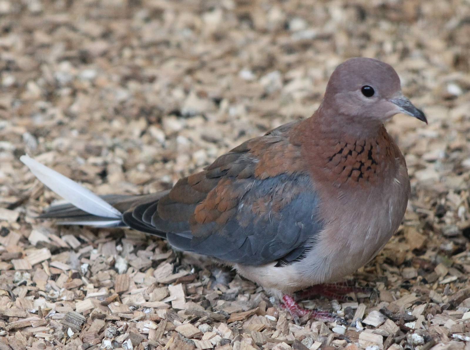 Laughing dove