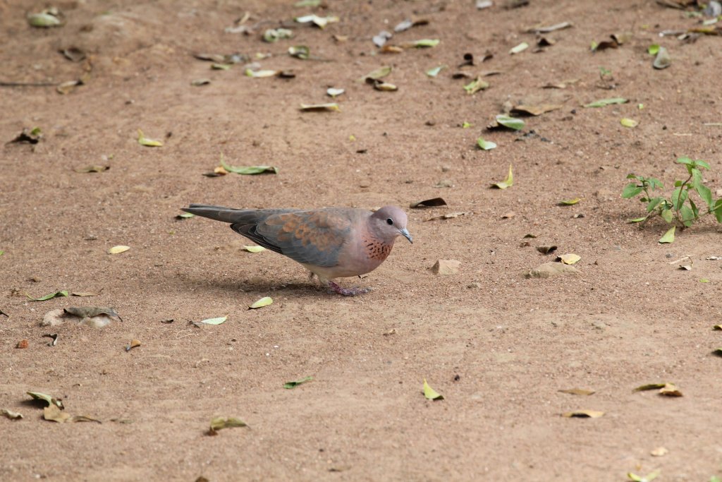 Laughing Dove
