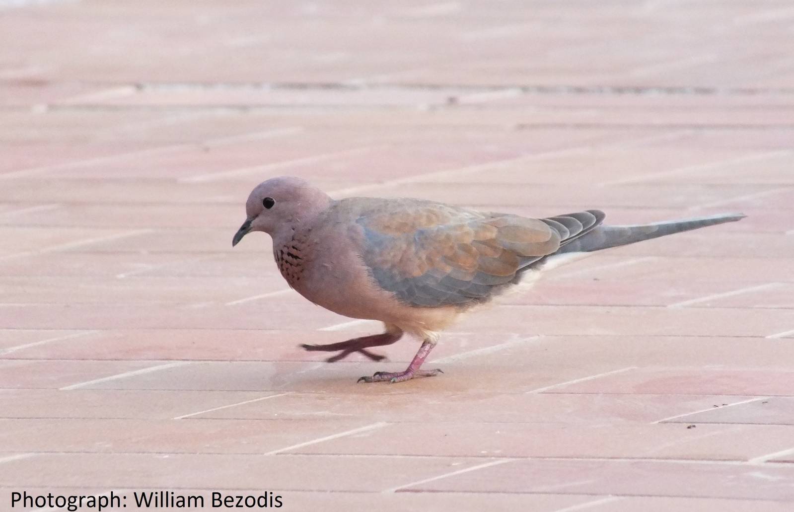 Laughing Dove