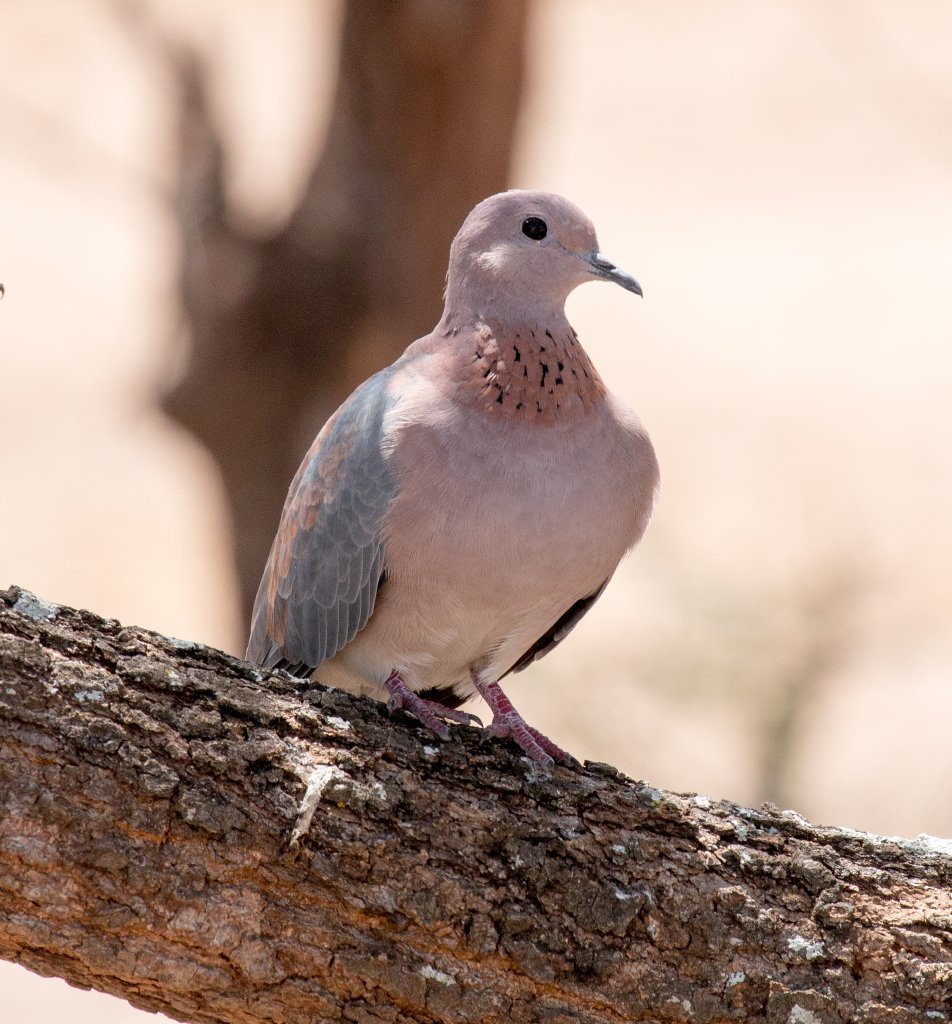 Laughing Dove