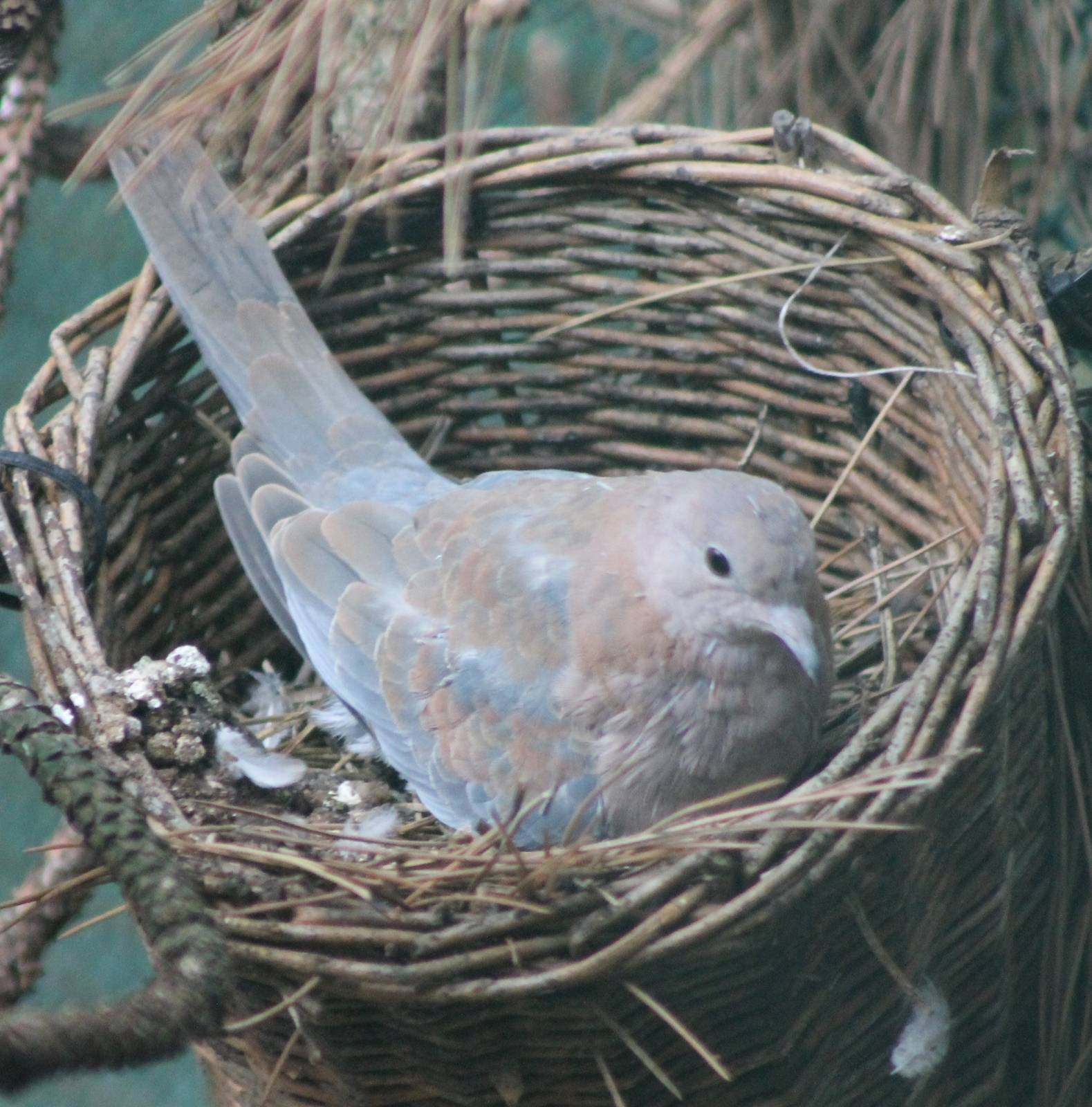 Laughing dove