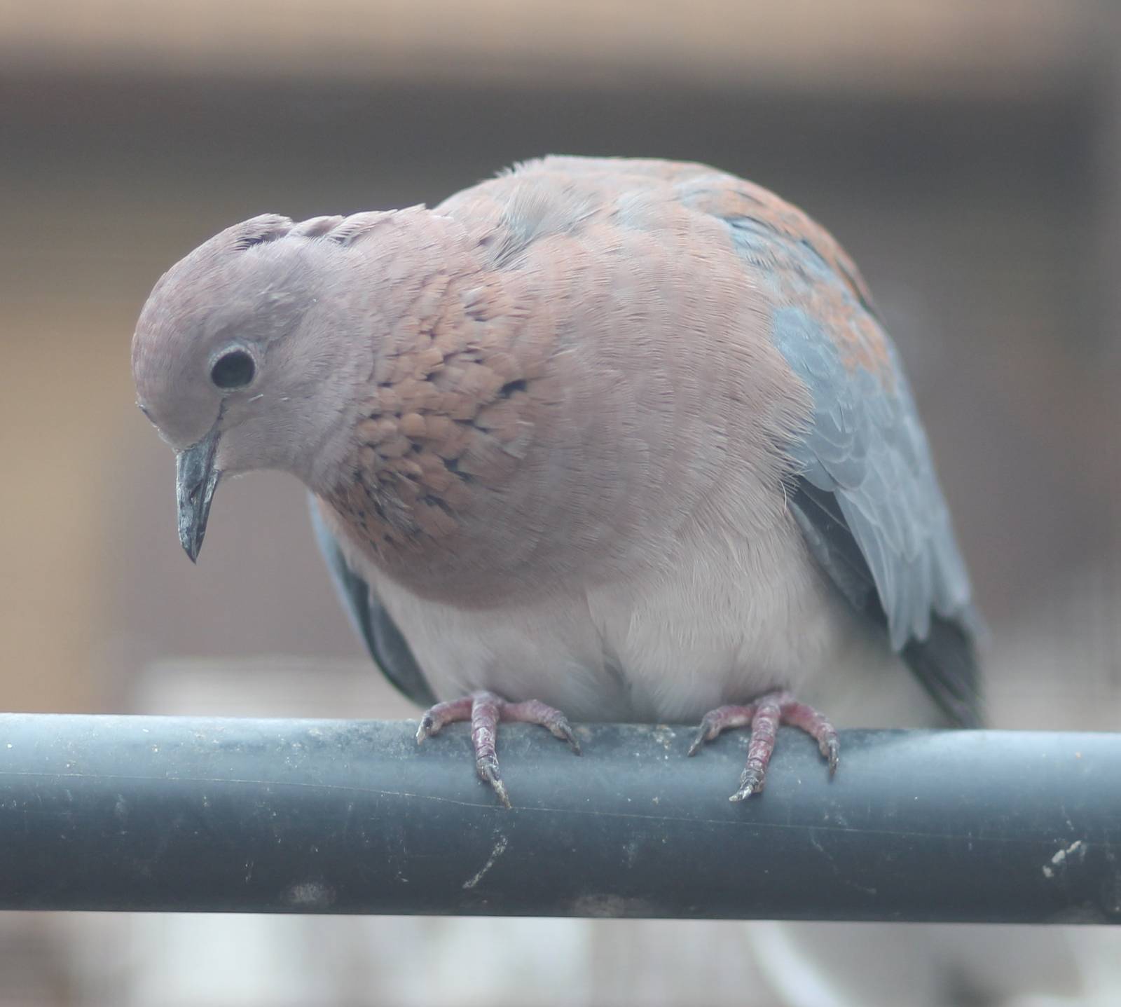 Laughing dove