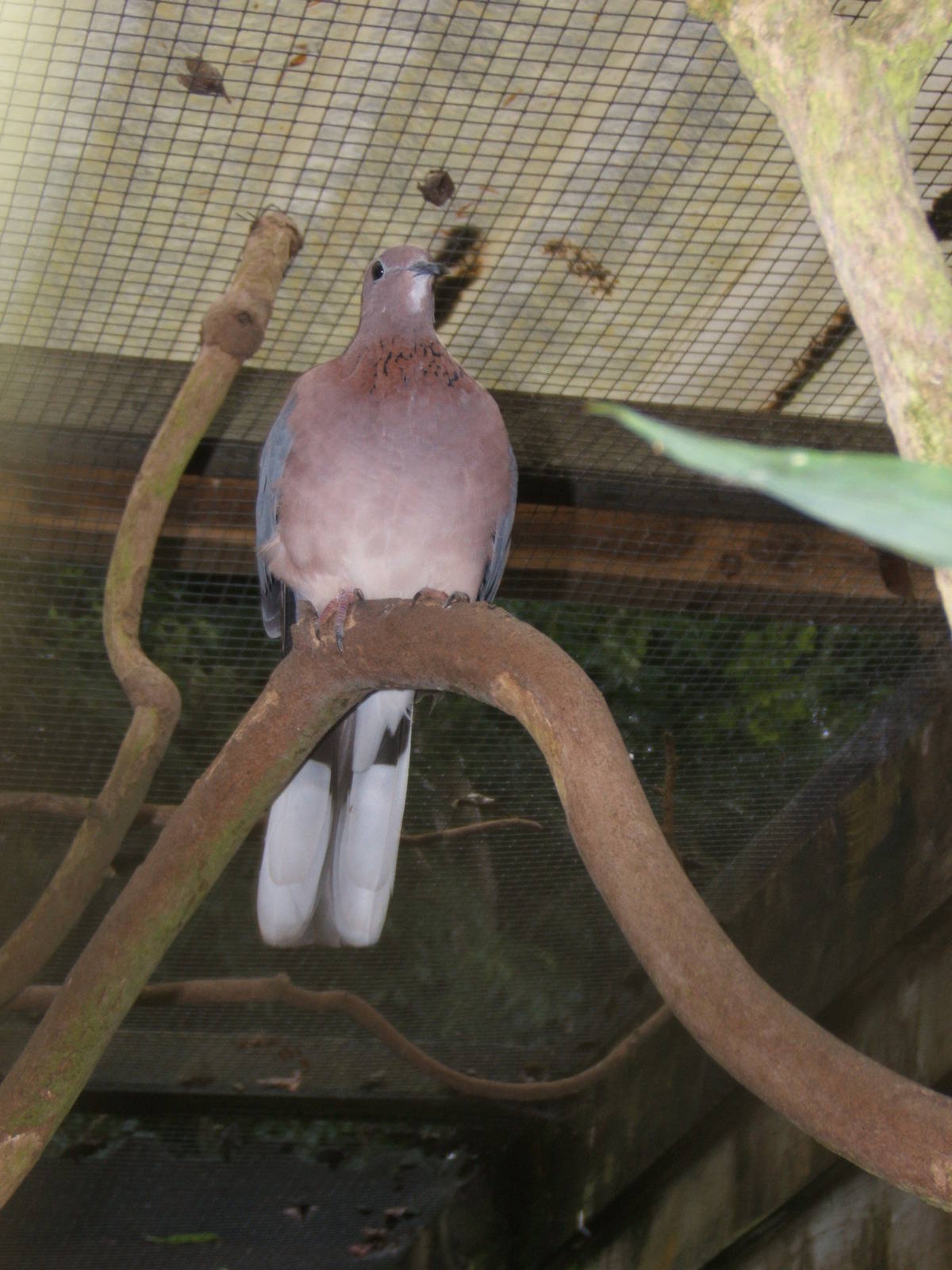 Laughing Dove