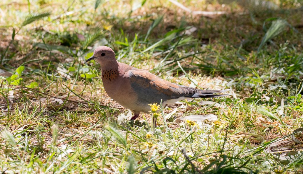 Laughing Dove