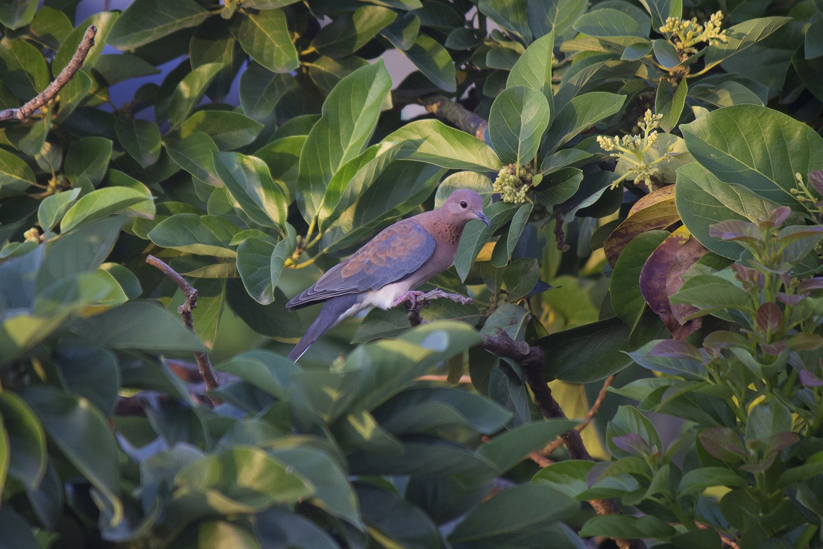 Laughing dove