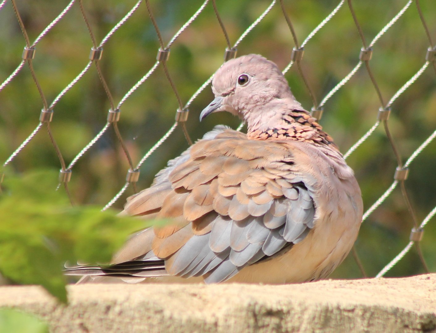 Laughing dove