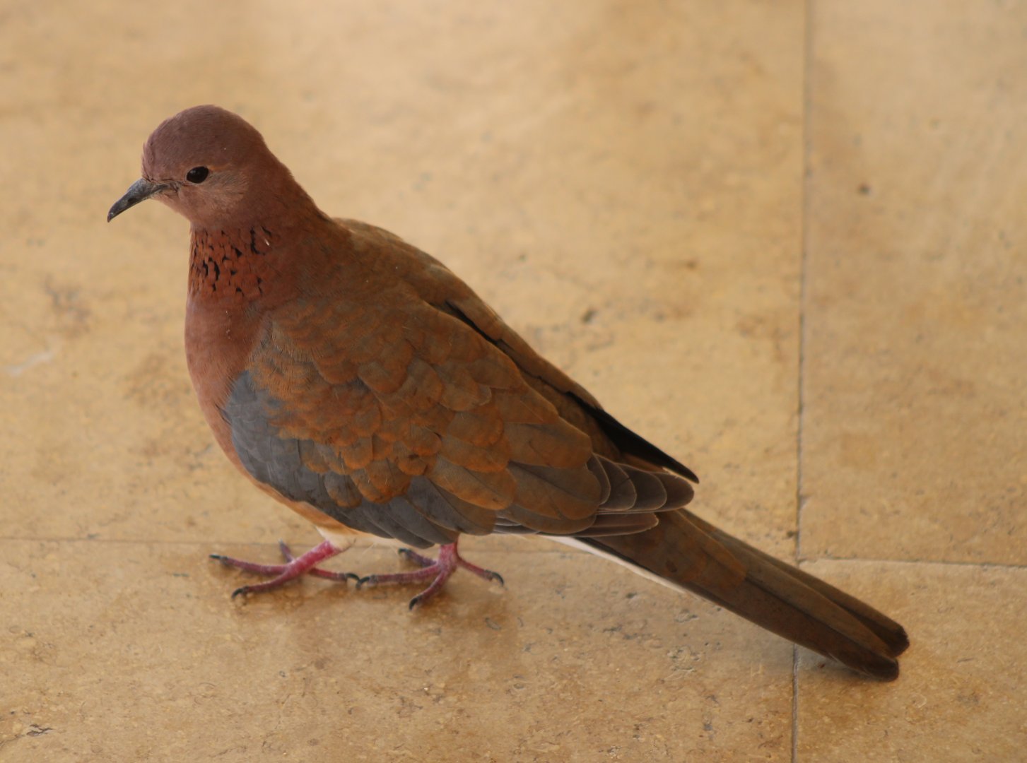 Laughing dove