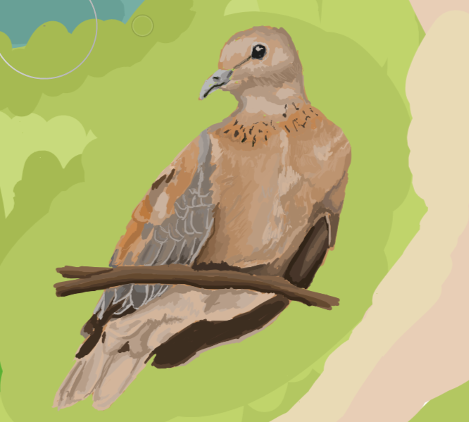 Laughing dove