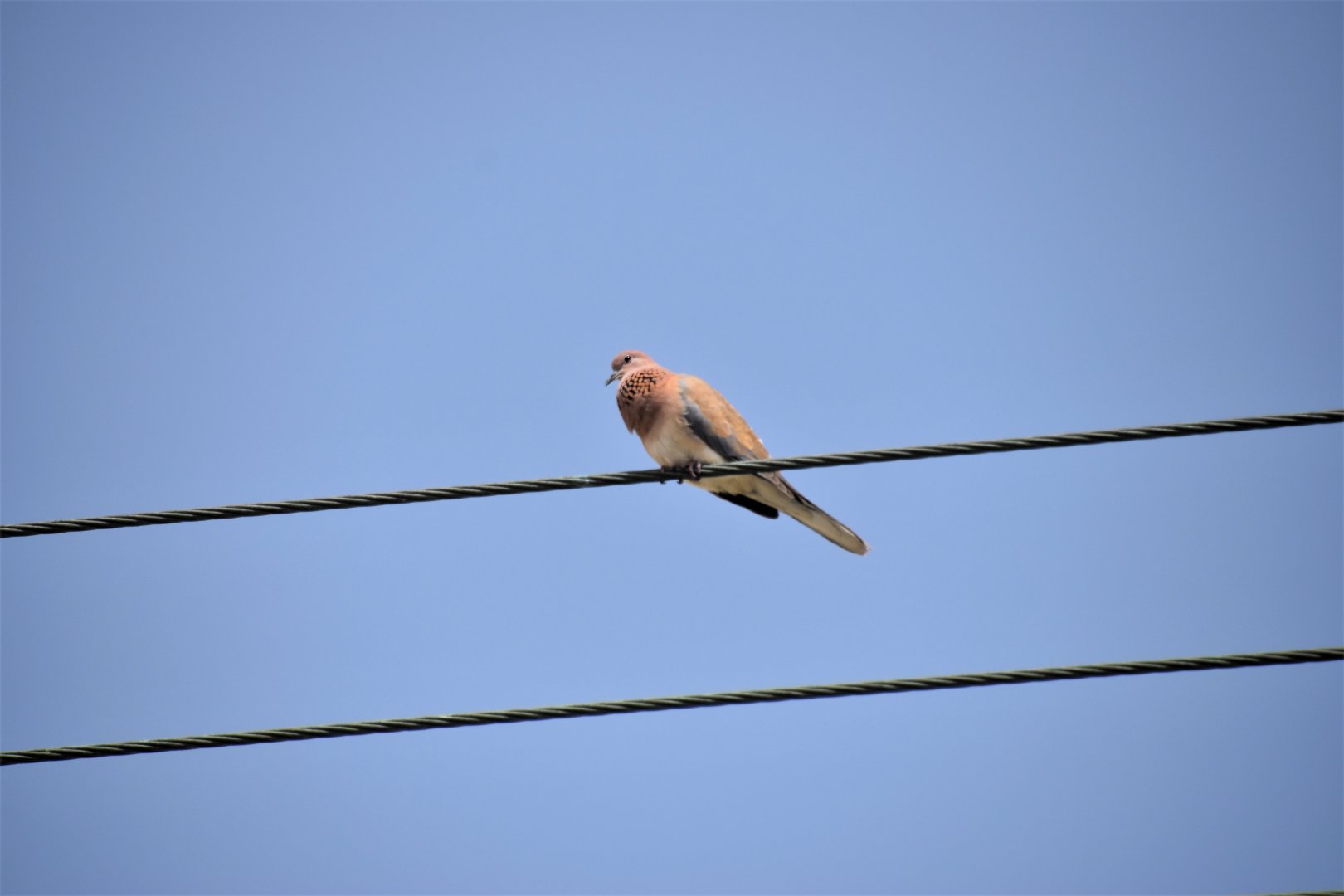 Laughing dove
