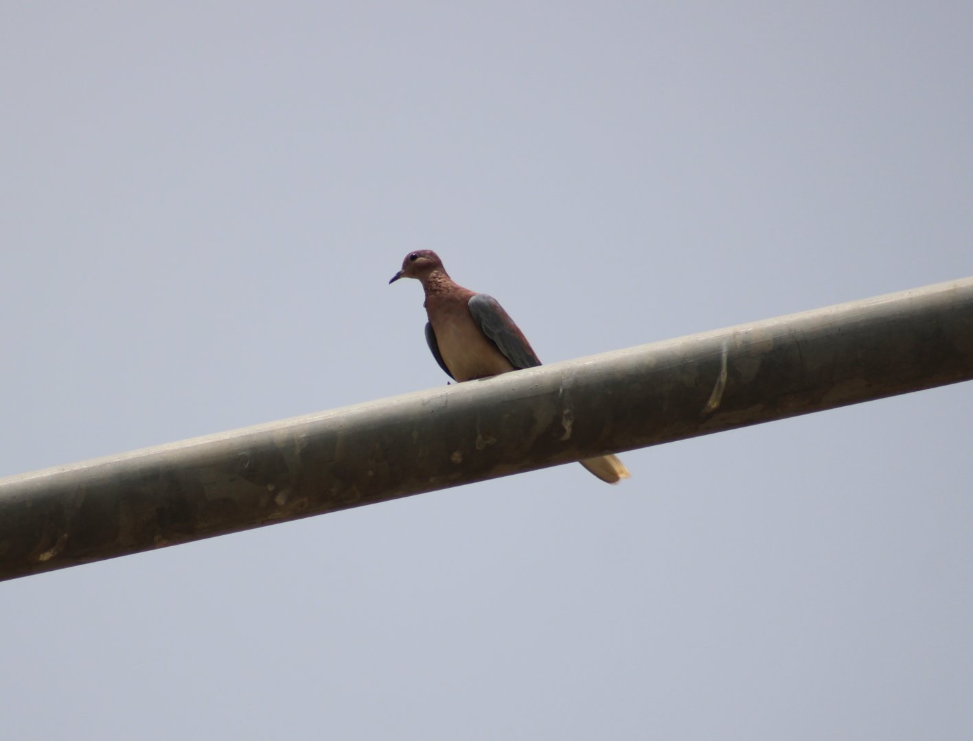 Laughing dove