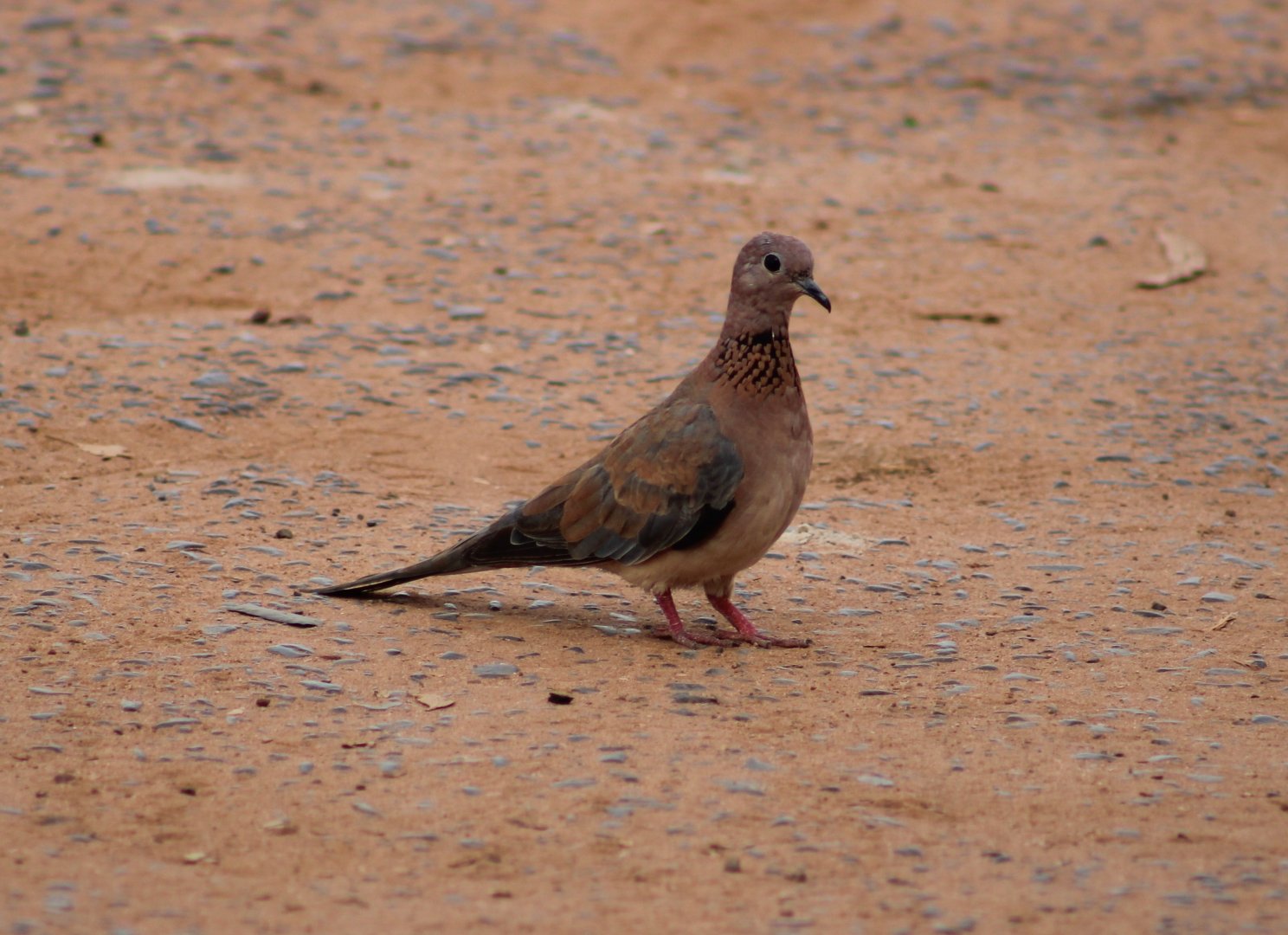 Laughing dove