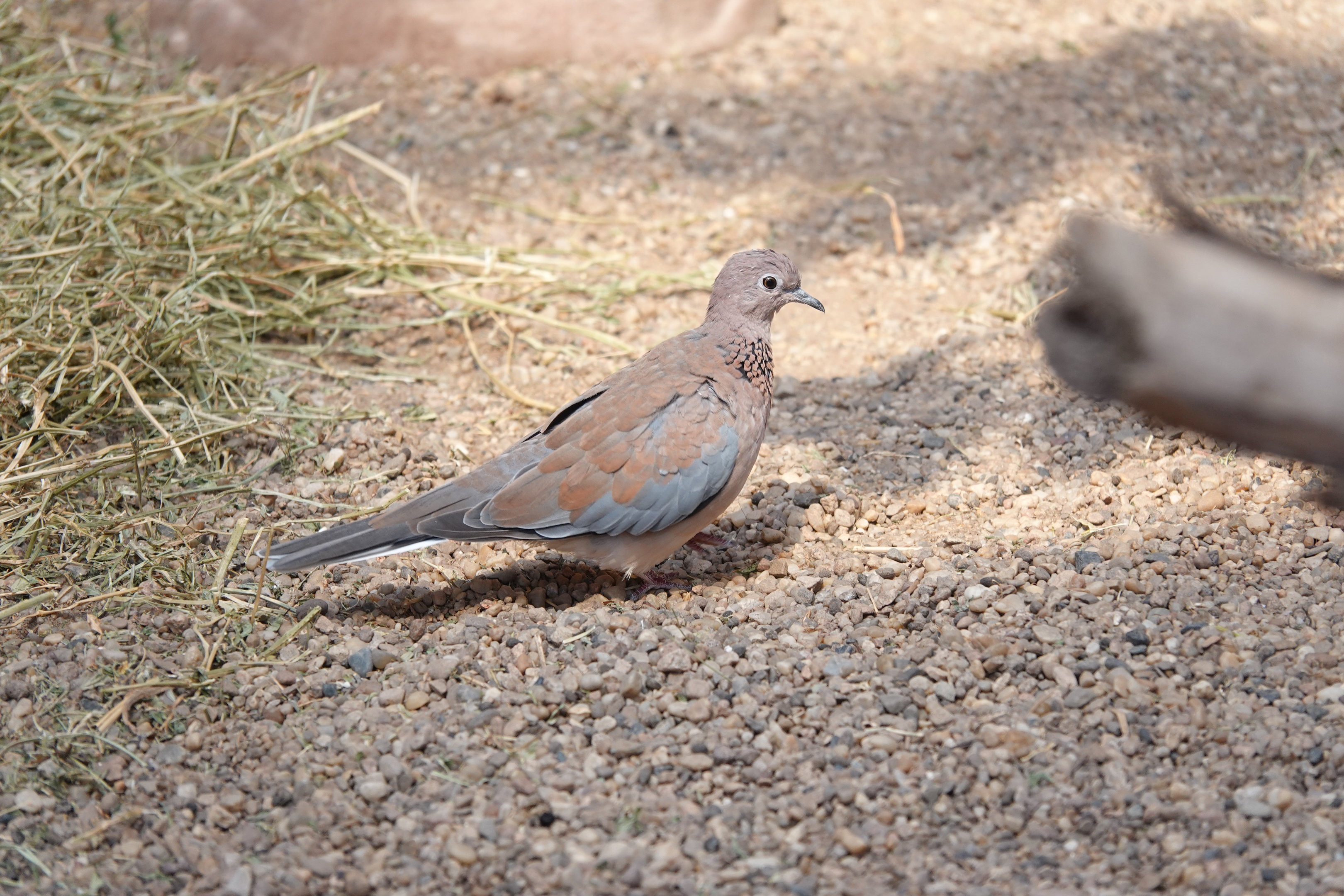 Laughing dove