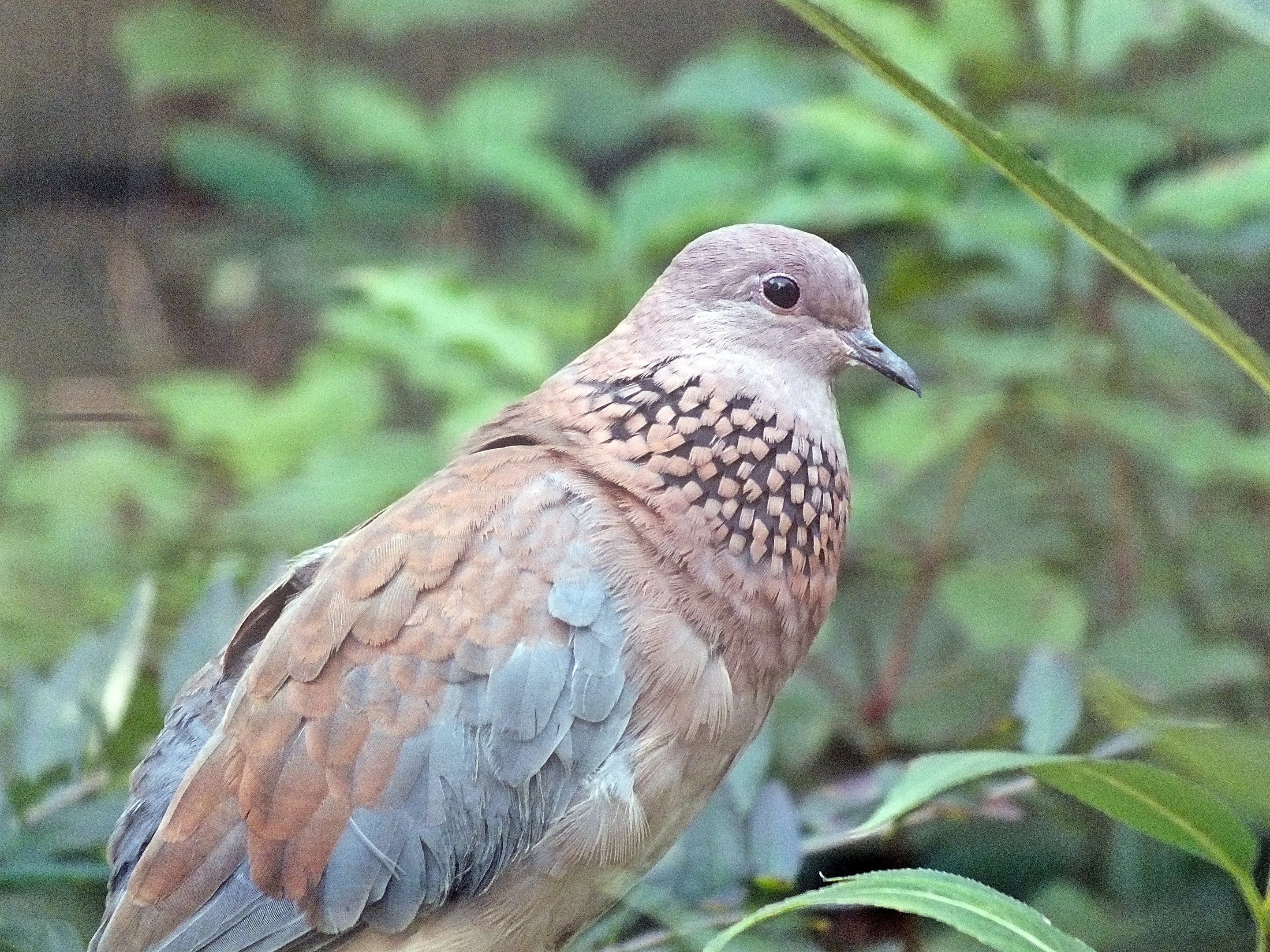 Laughing dove