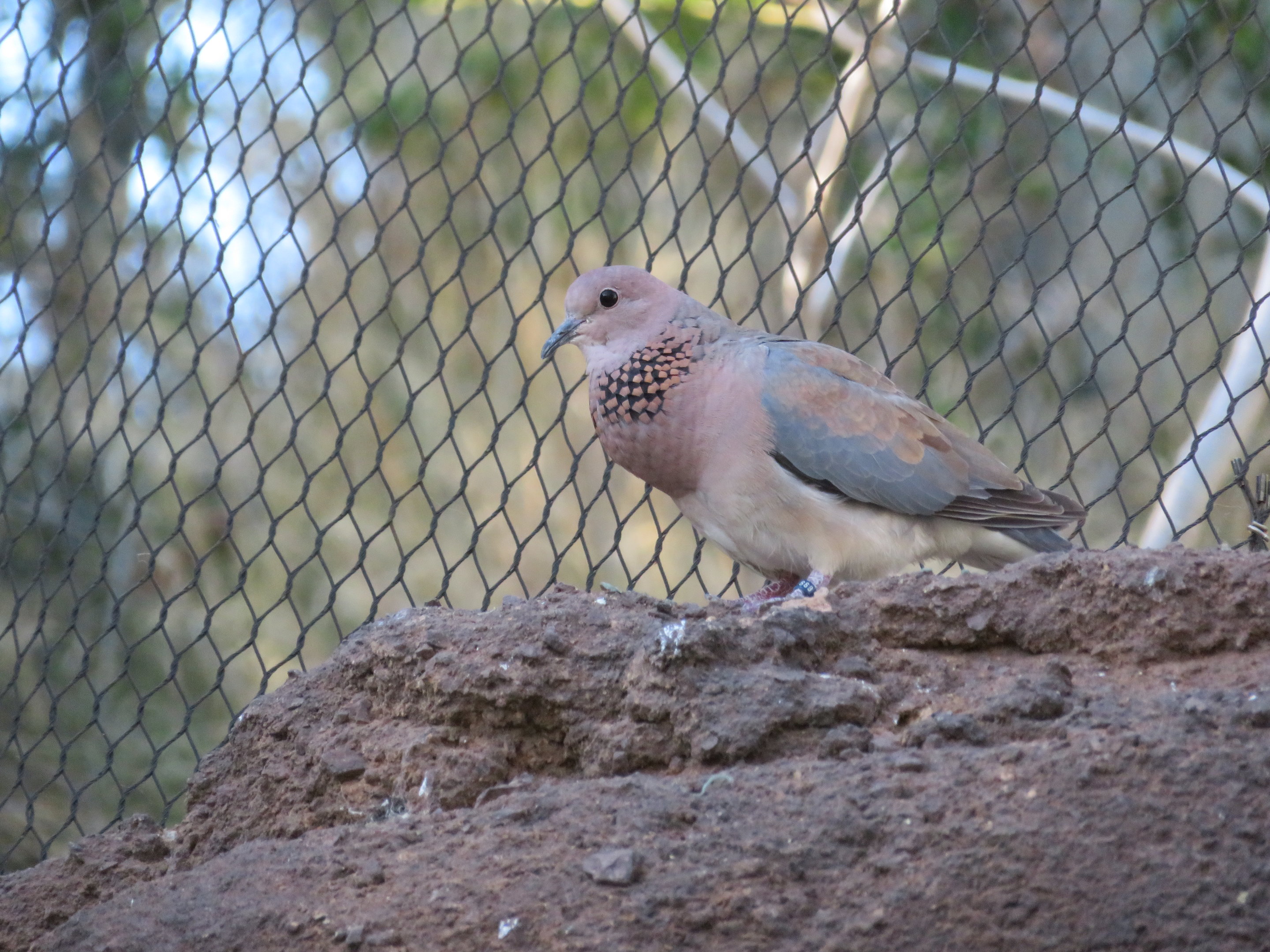 Laughing Dove