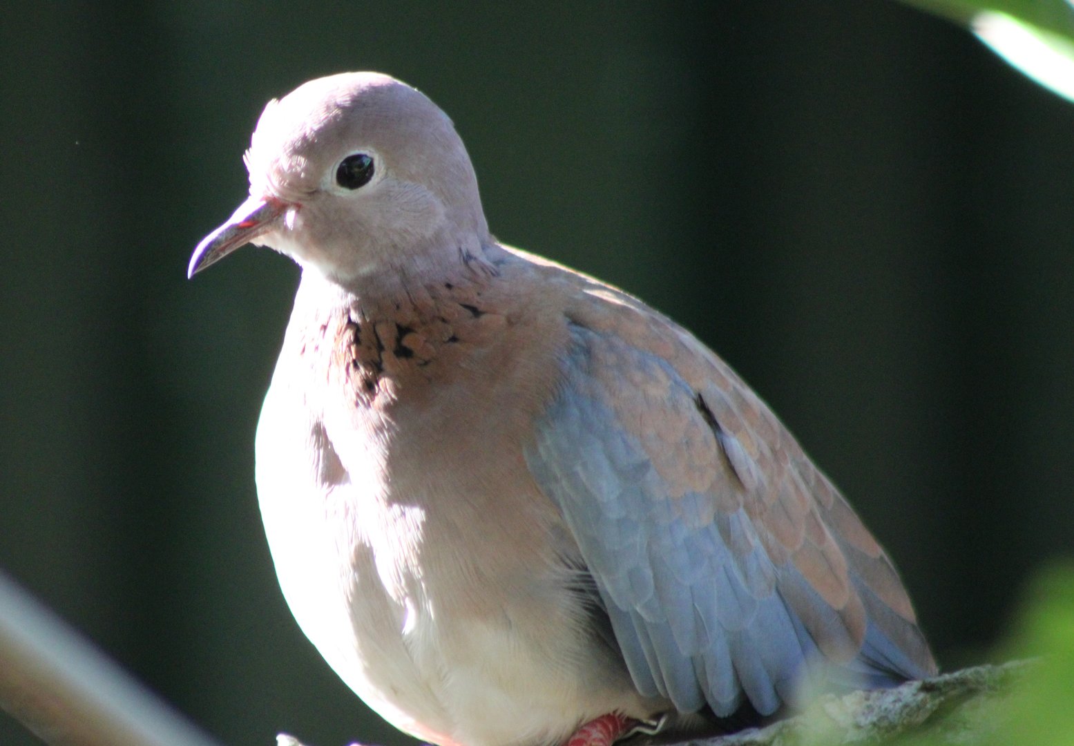 Laughing dove